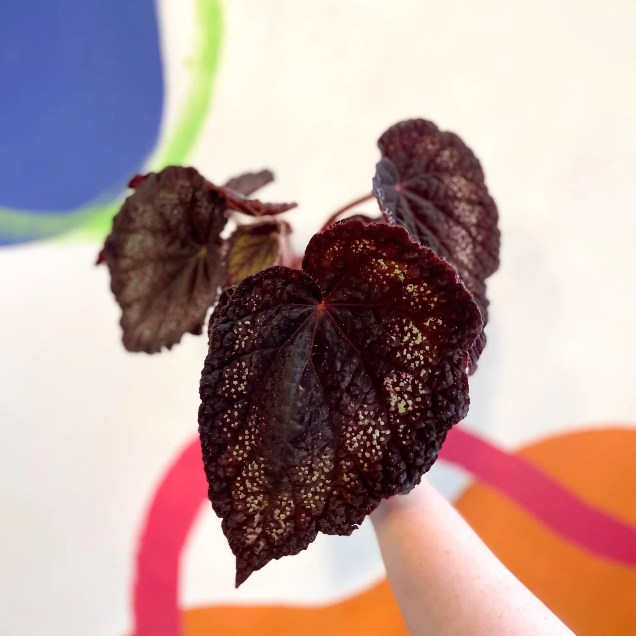 Begonia rex 'Black Knight' - Welsh Grown - Image 2