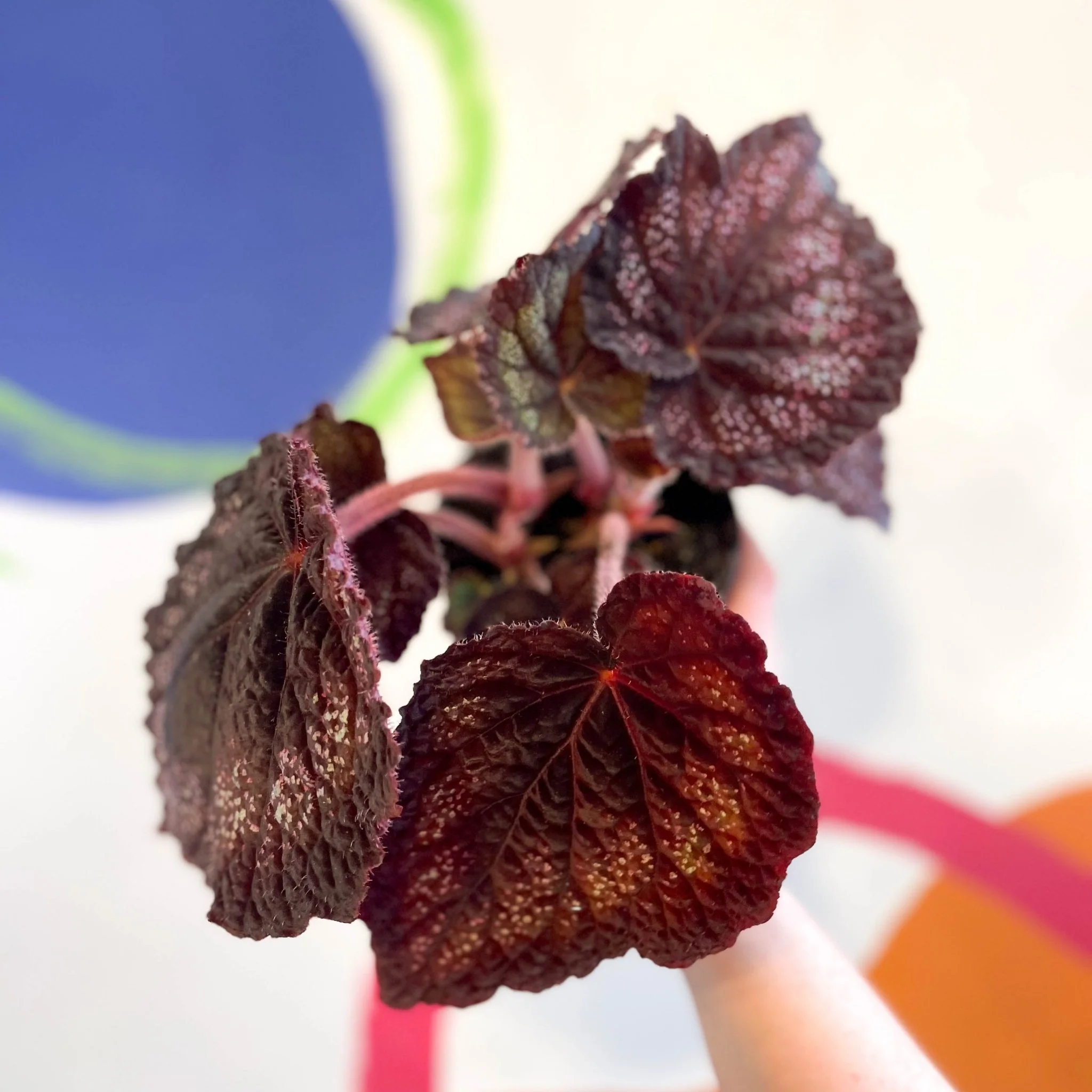 Begonia rex 'Black Knight' - Welsh Grown - Image 3