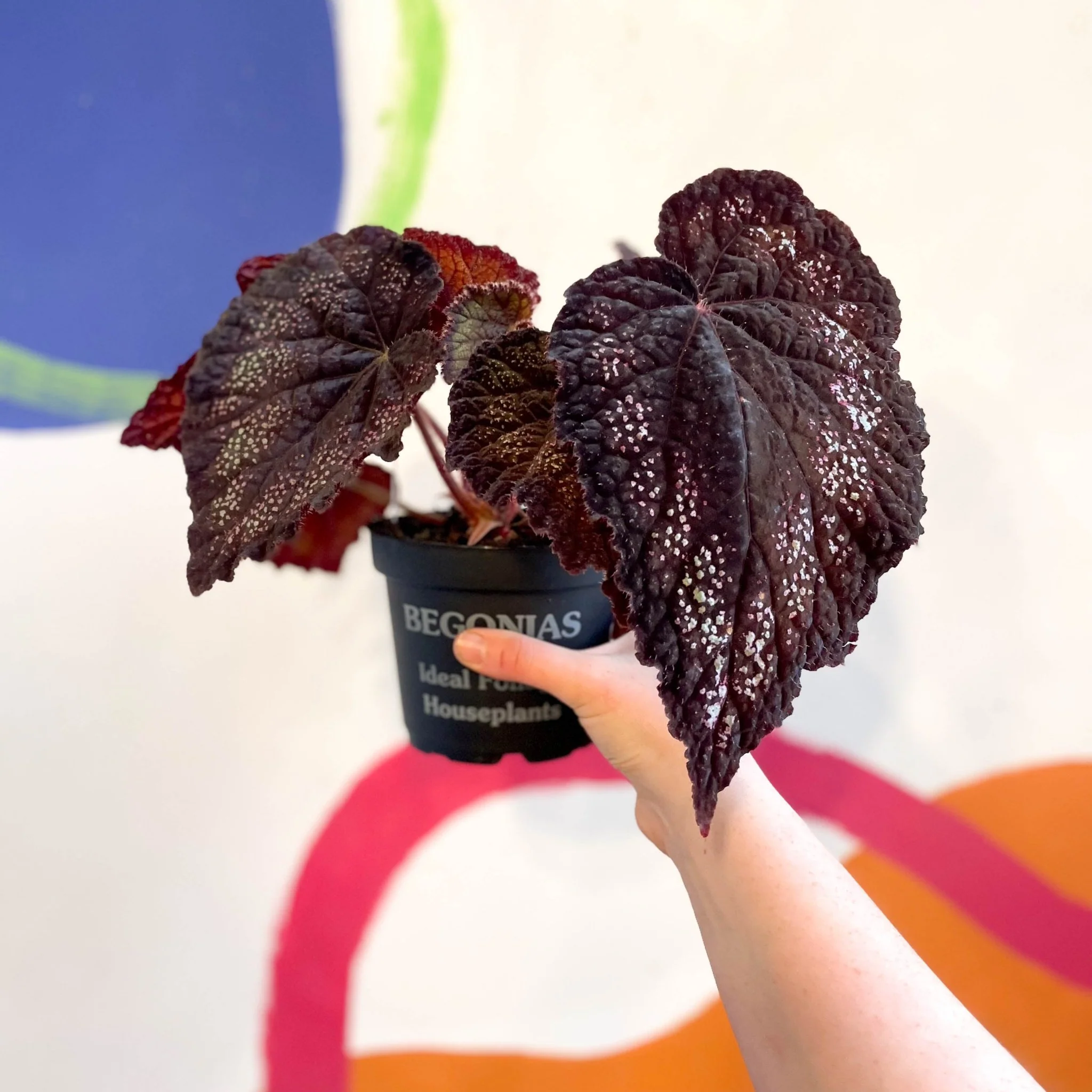 Begonia rex 'Black Knight' - Welsh Grown - Image 4