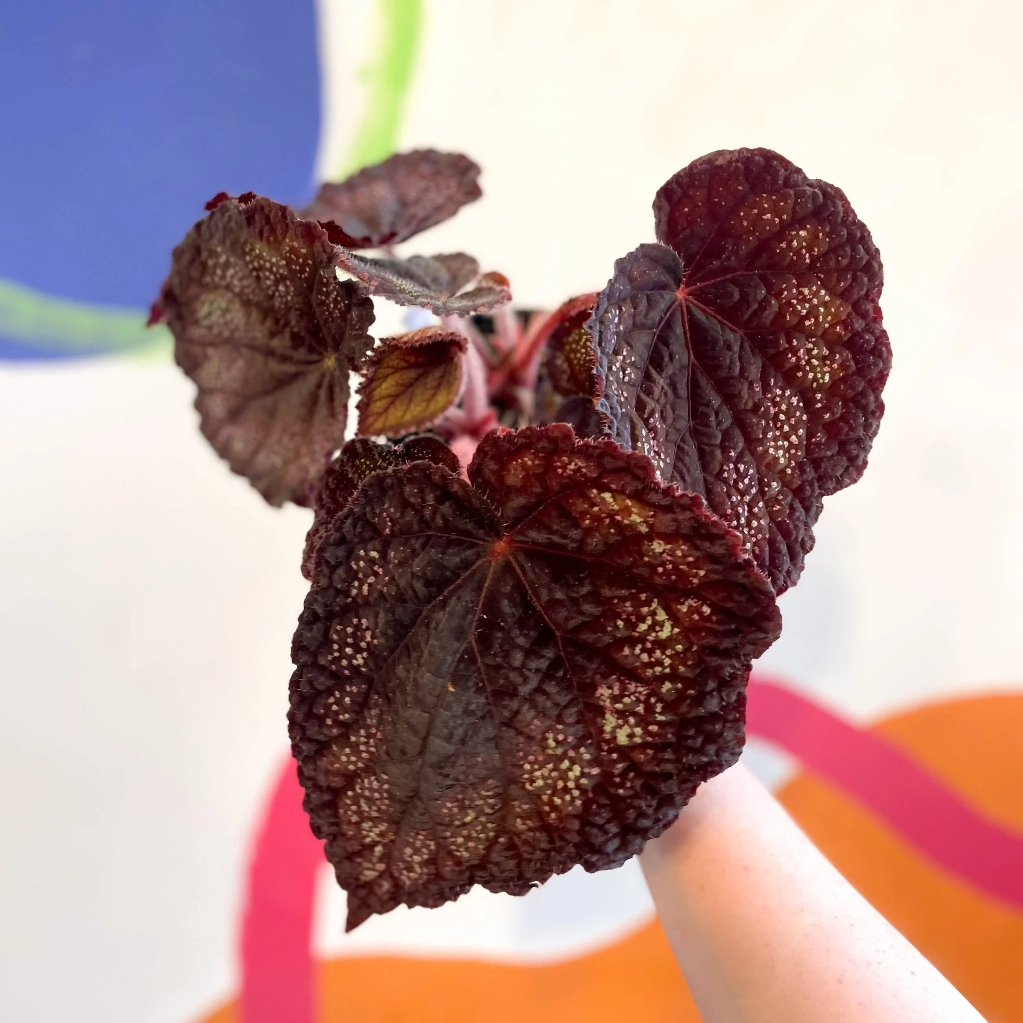 Begonia rex 'Black Knight' - Welsh Grown - Image 5