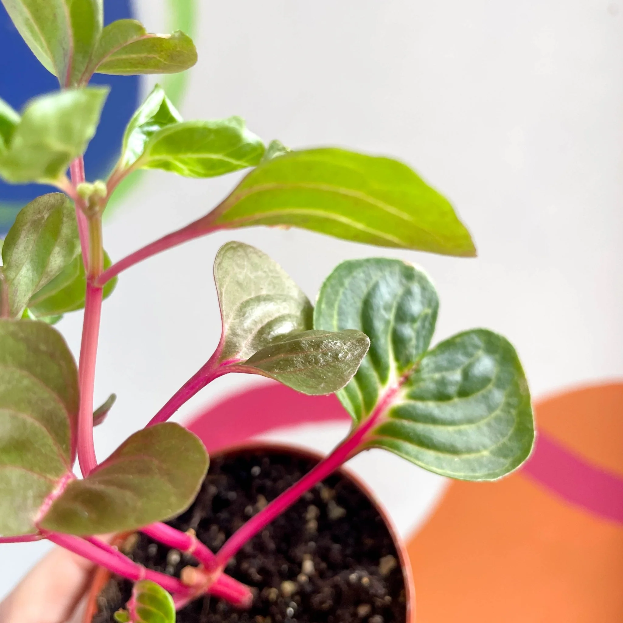 Bloodleaf - Iresine herbstii 'Funny Gold' - Sprouts Grown By Us - Image 2