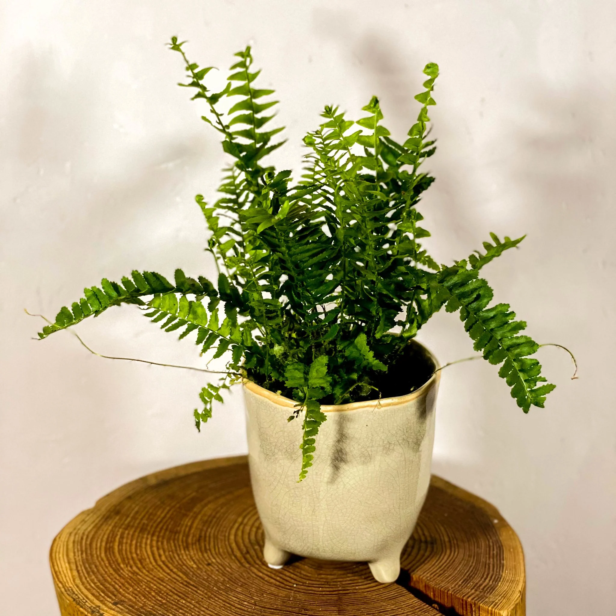 Arrow Fern - Pteris