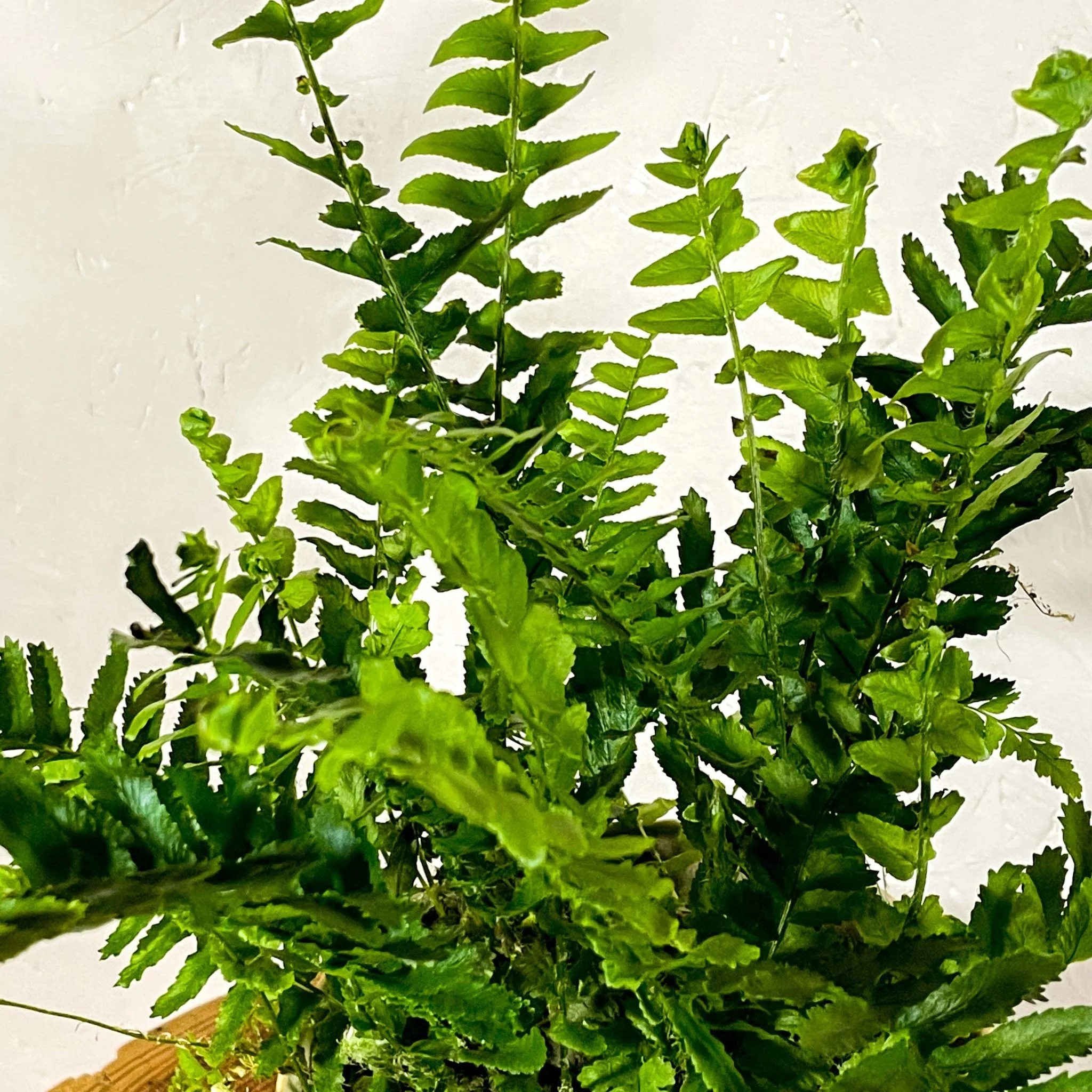Arrow Fern - Pteris - Image 2