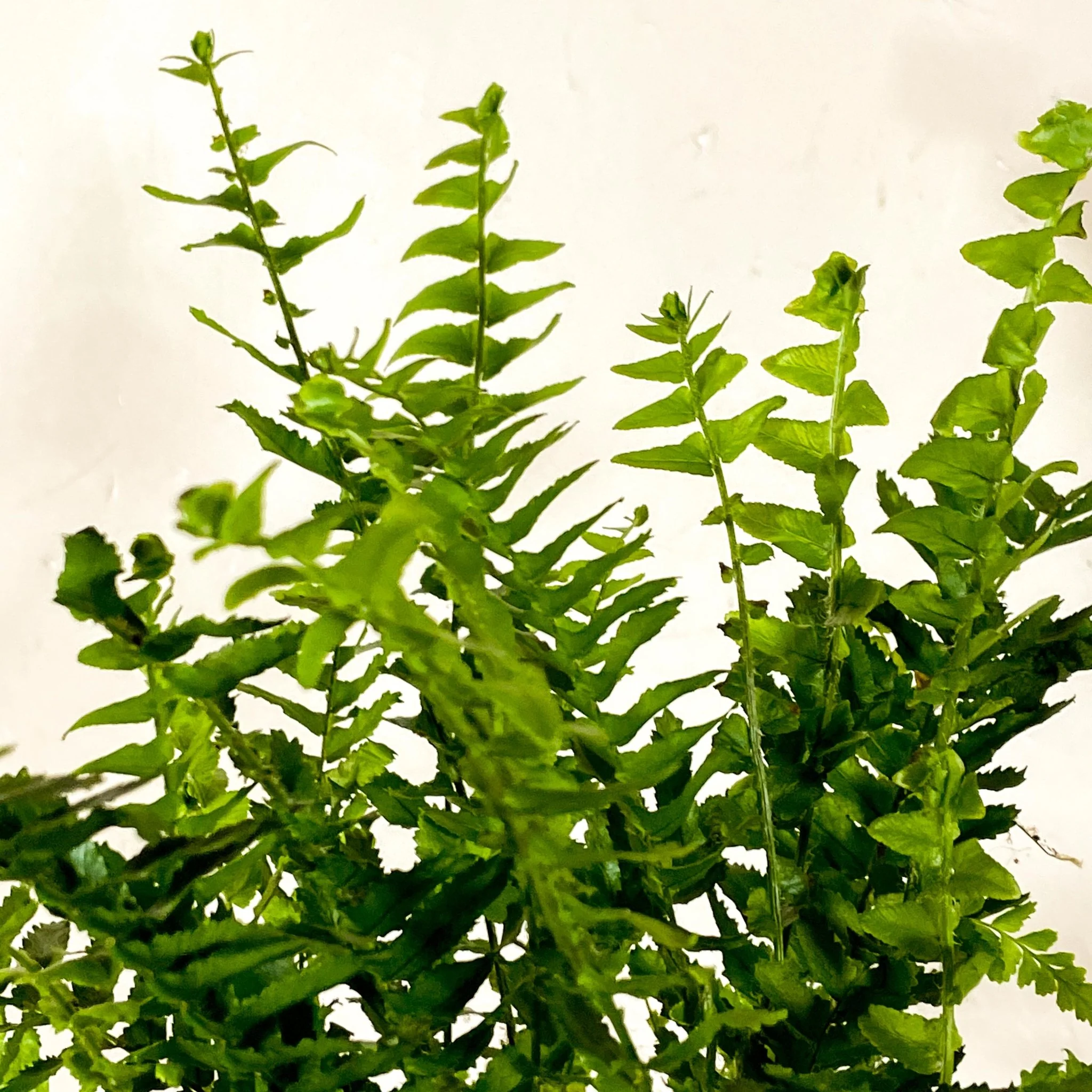 Arrow Fern - Pteris - Image 3