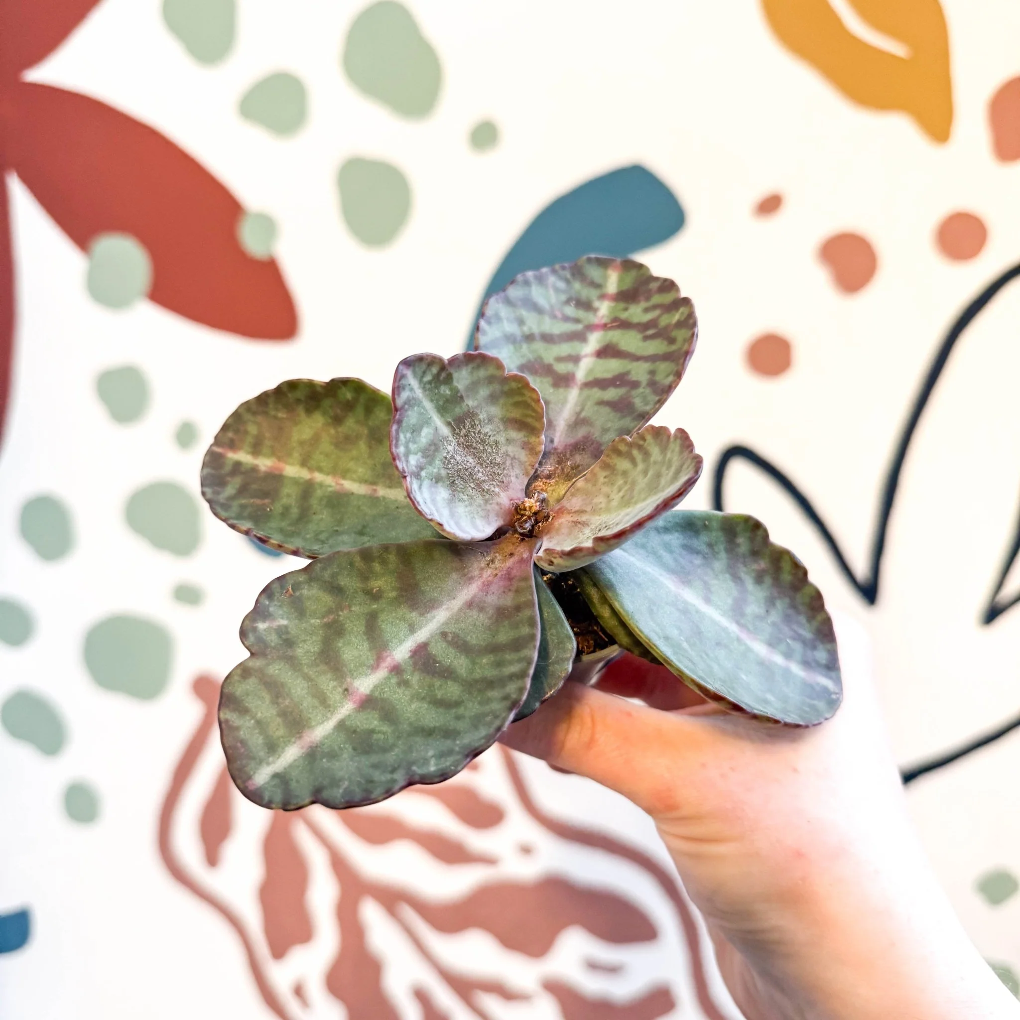 Kalanchoe humilis - Tiger Striped Succulent