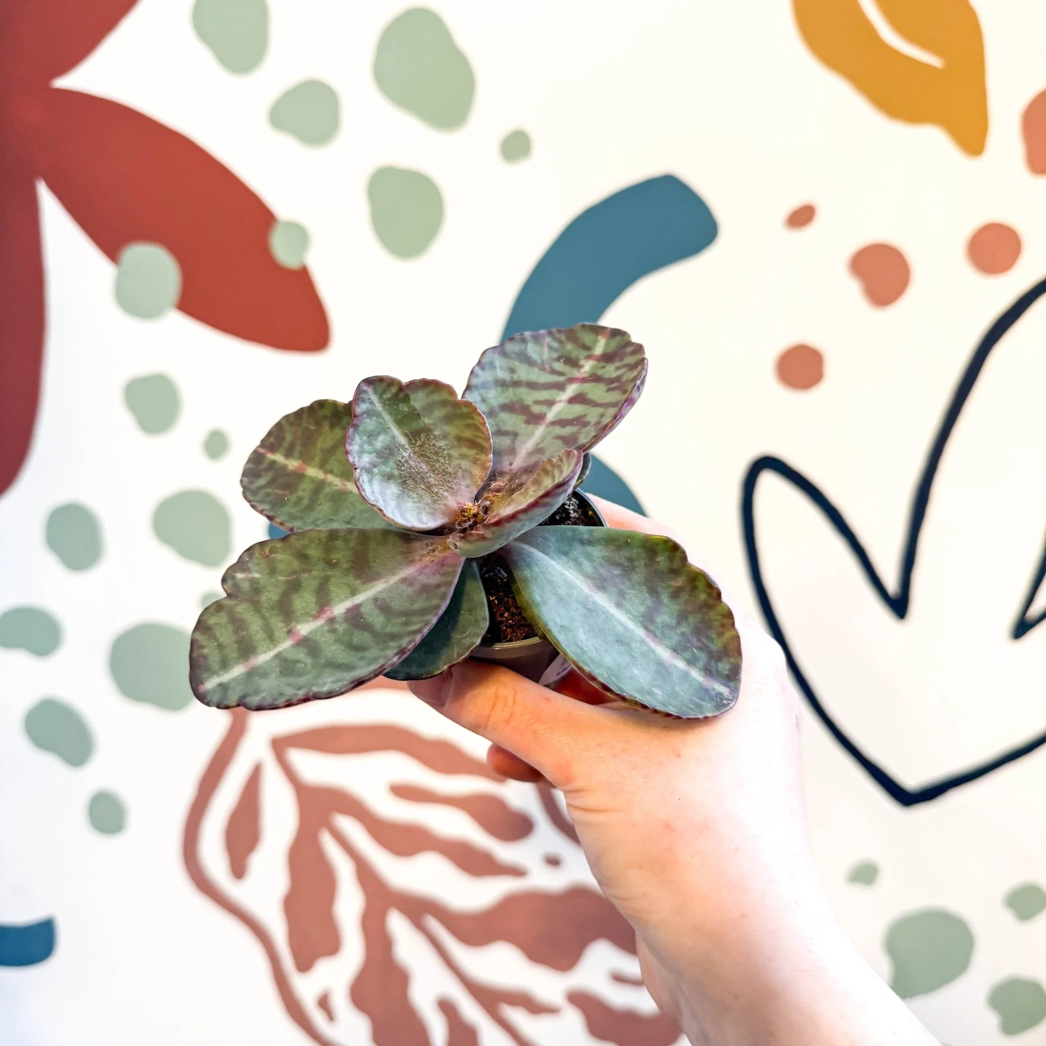 Kalanchoe humilis - Tiger Striped Succulent - Image 3