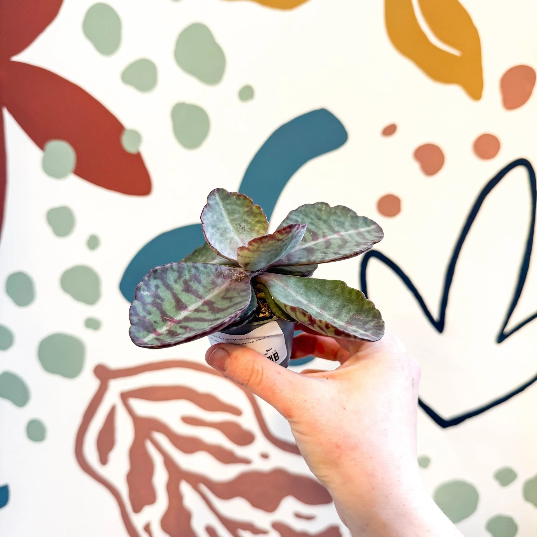 Kalanchoe humilis - Tiger Striped Succulent - Image 4