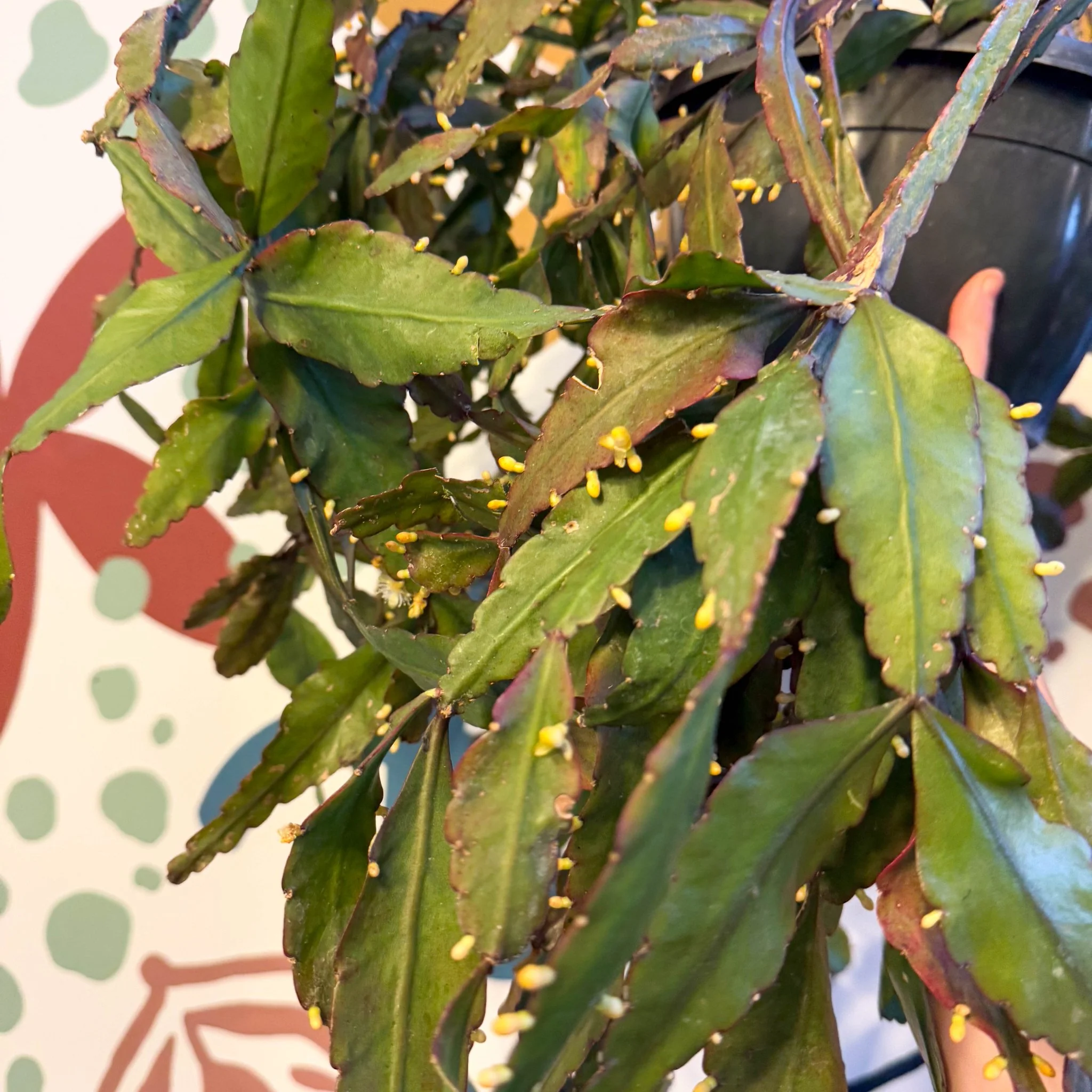 Rhipsalis elliptica - Forest Cactus - Image 11