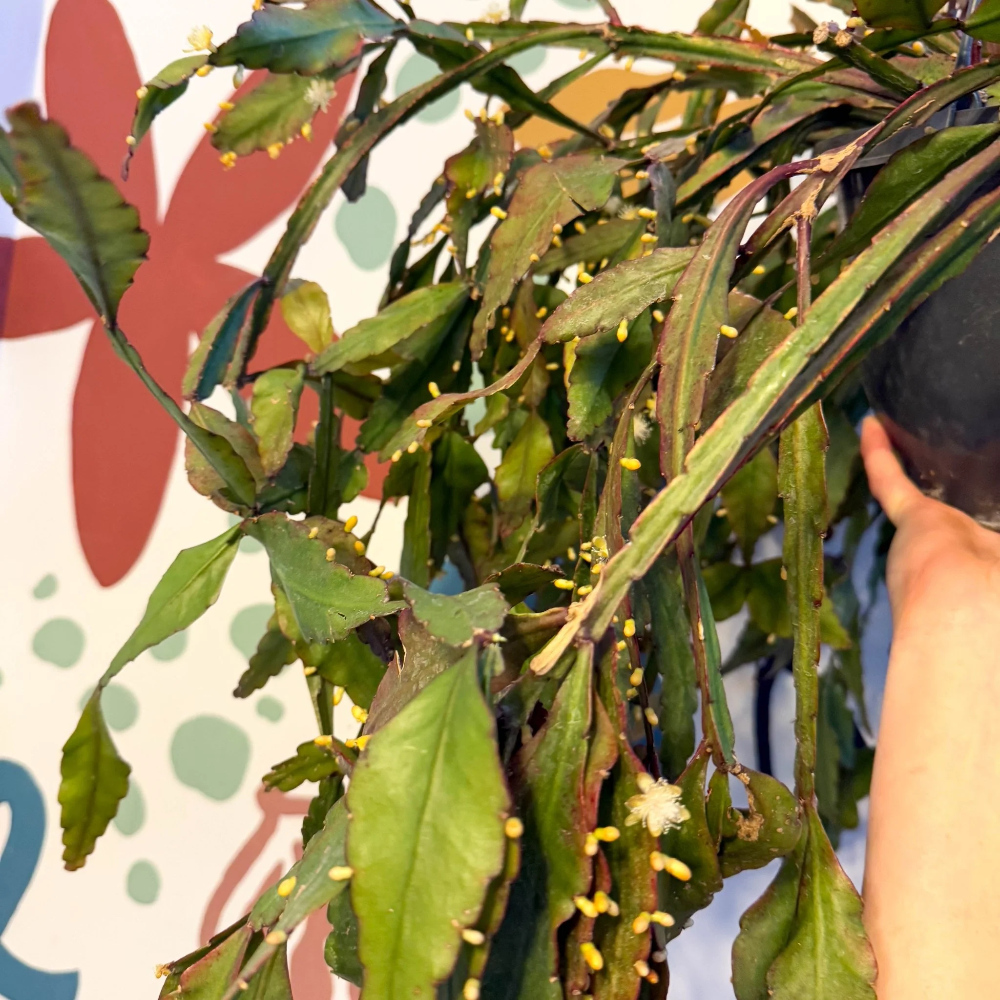Rhipsalis elliptica - Forest Cactus - Image 15