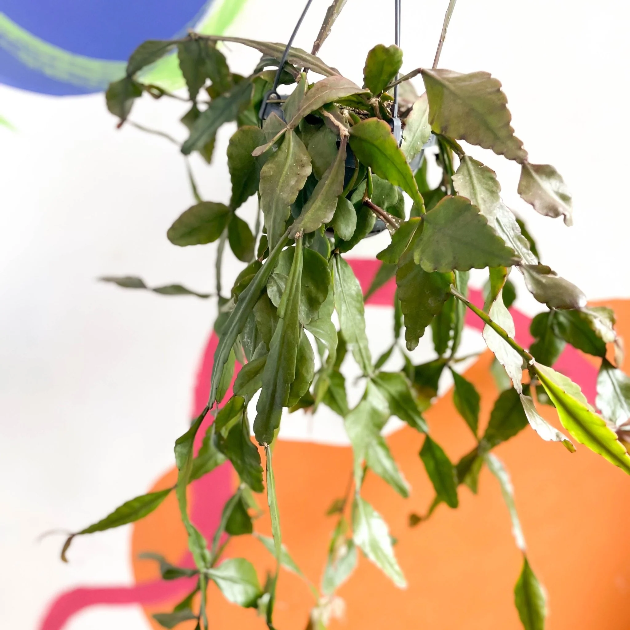 Rhipsalis elliptica - Forest Cactus - Image 2
