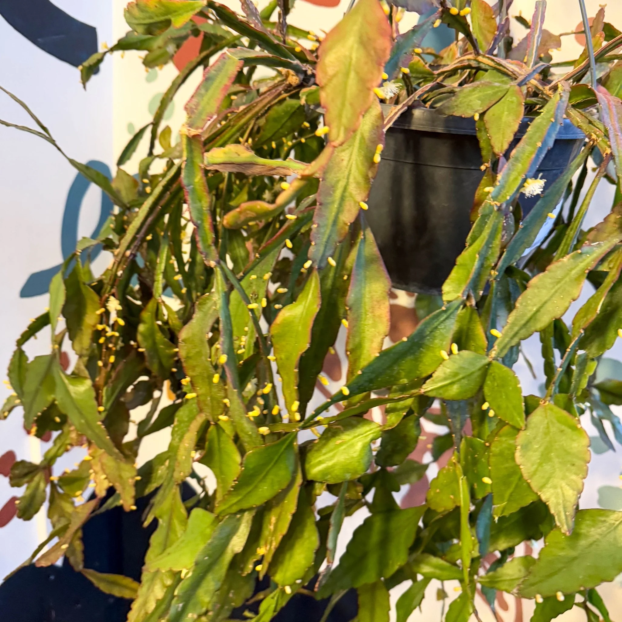 Rhipsalis elliptica - Forest Cactus - Image 21