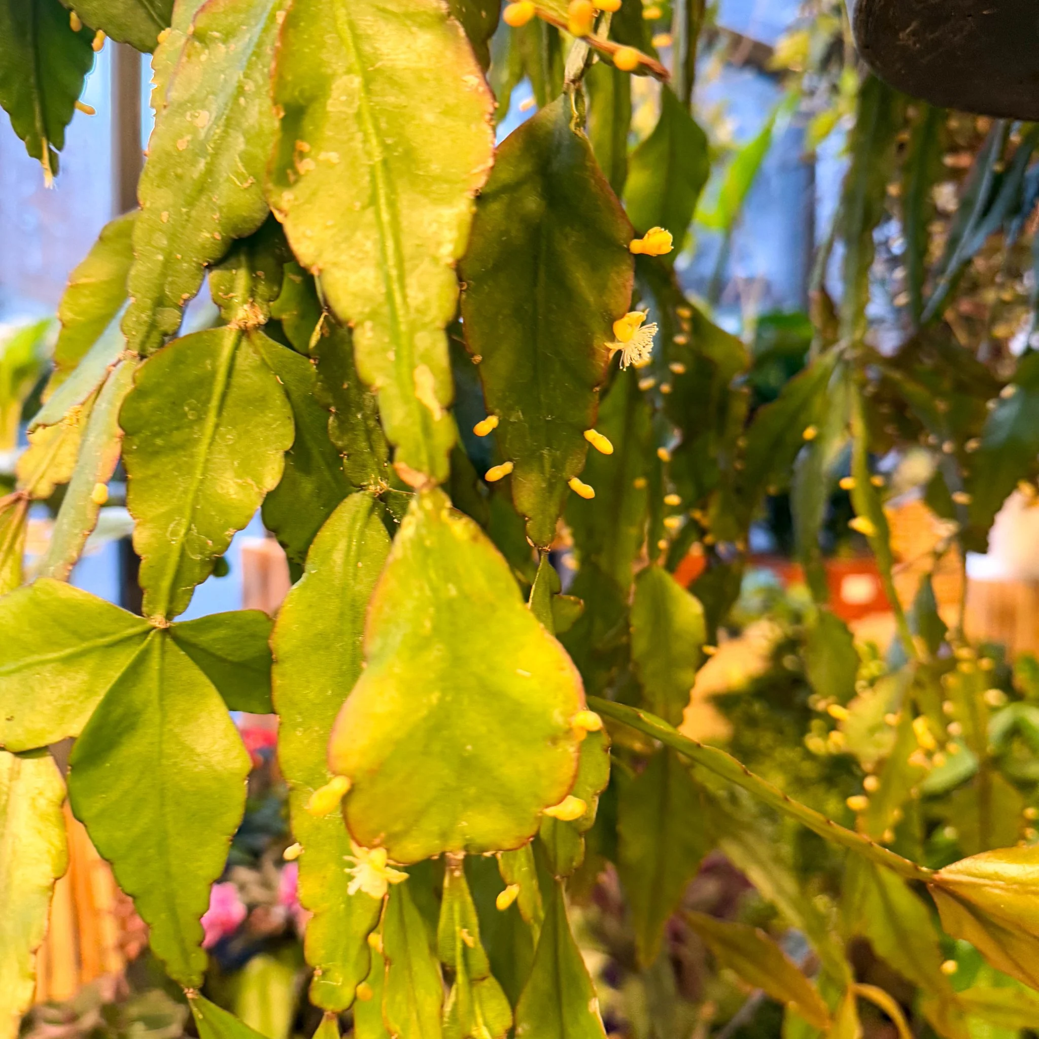 Rhipsalis elliptica - Forest Cactus - Image 22