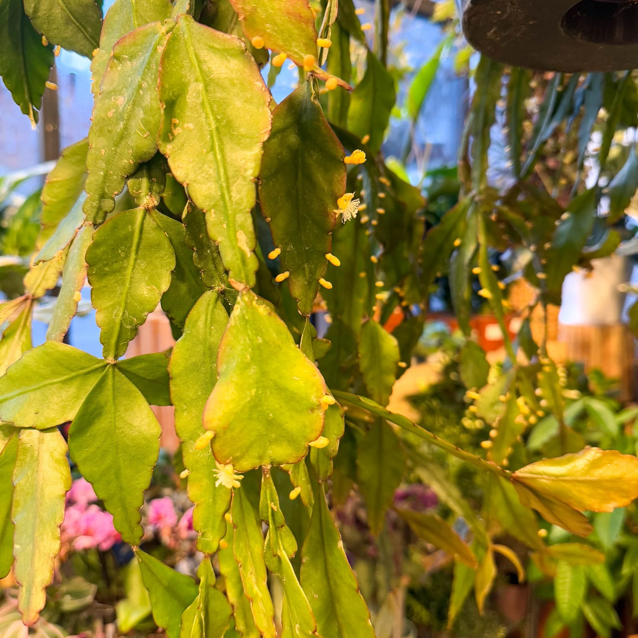 Rhipsalis elliptica - Forest Cactus - Image 23