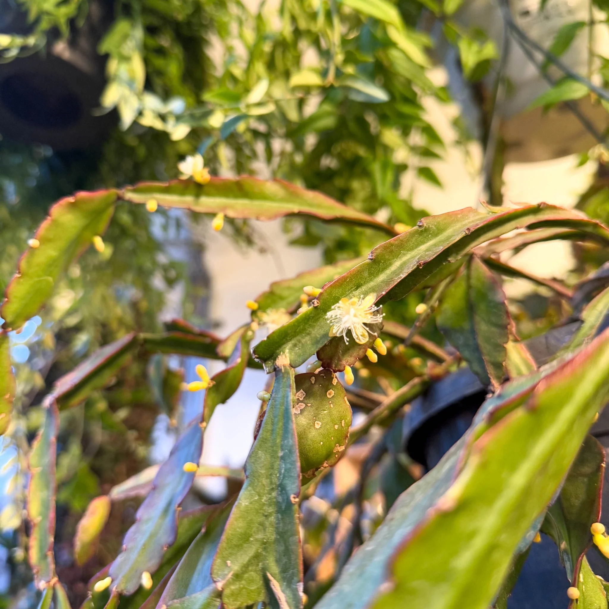 Rhipsalis elliptica - Forest Cactus - Image 24