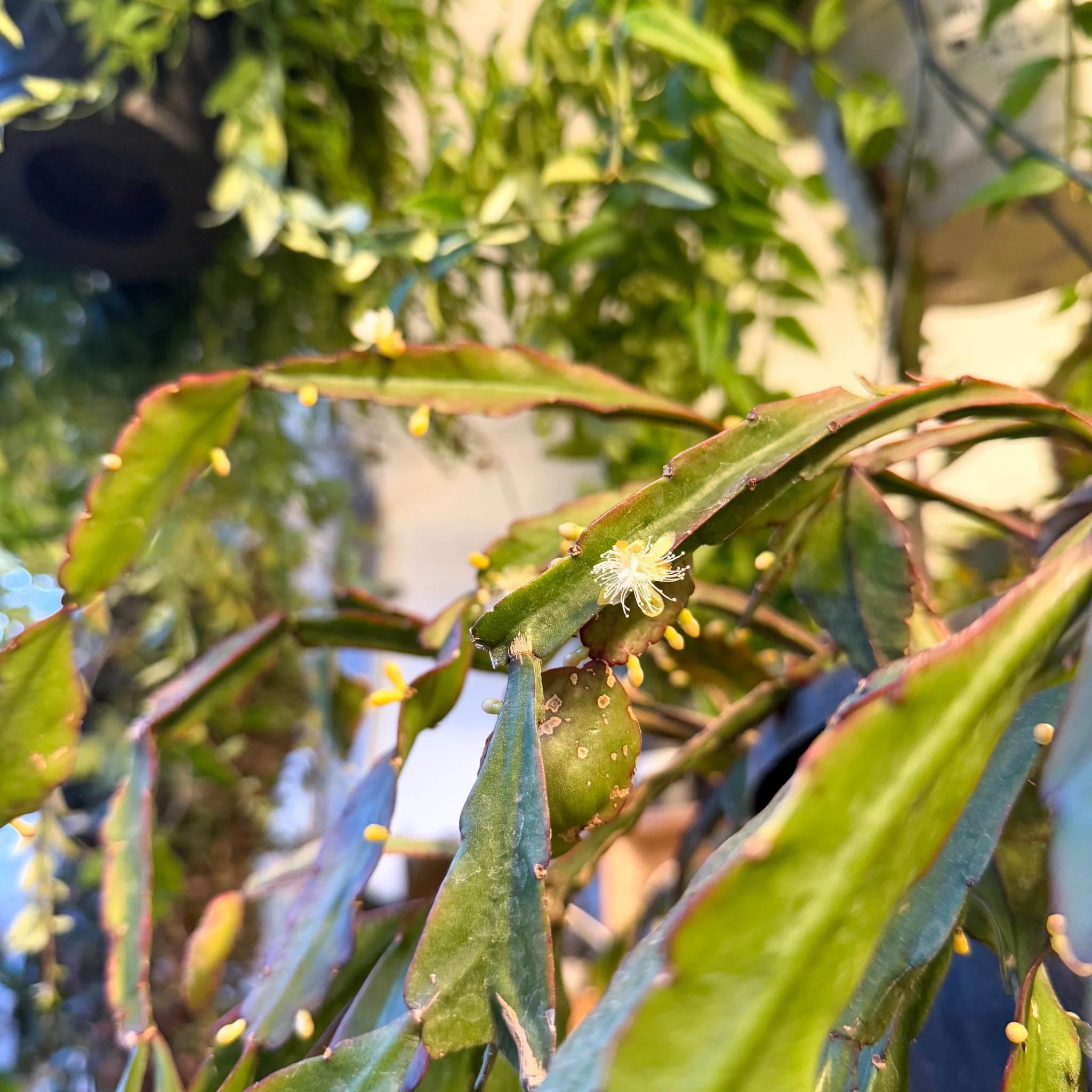 Rhipsalis elliptica - Forest Cactus - Image 25
