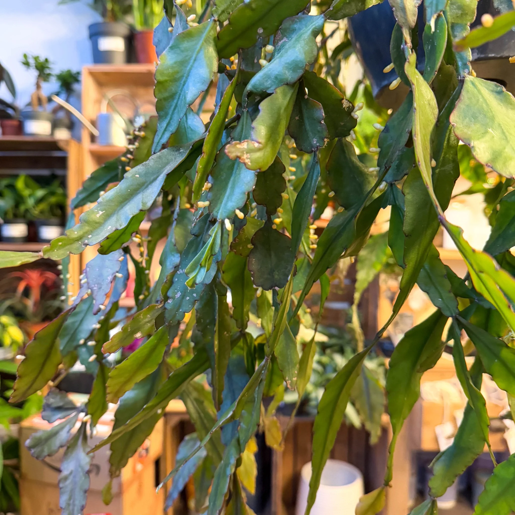 Rhipsalis elliptica - Forest Cactus - Image 26