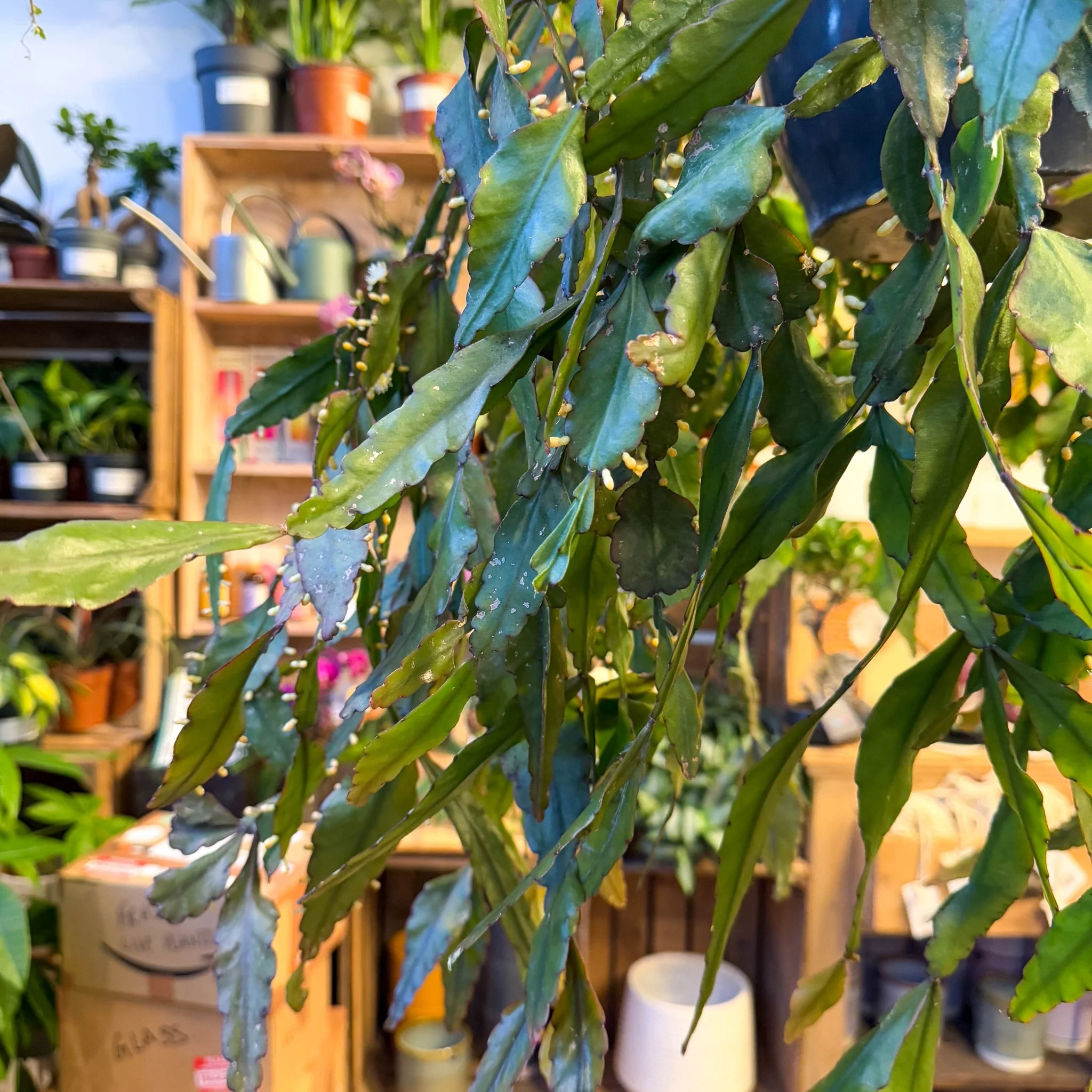 Rhipsalis elliptica - Forest Cactus - Image 27