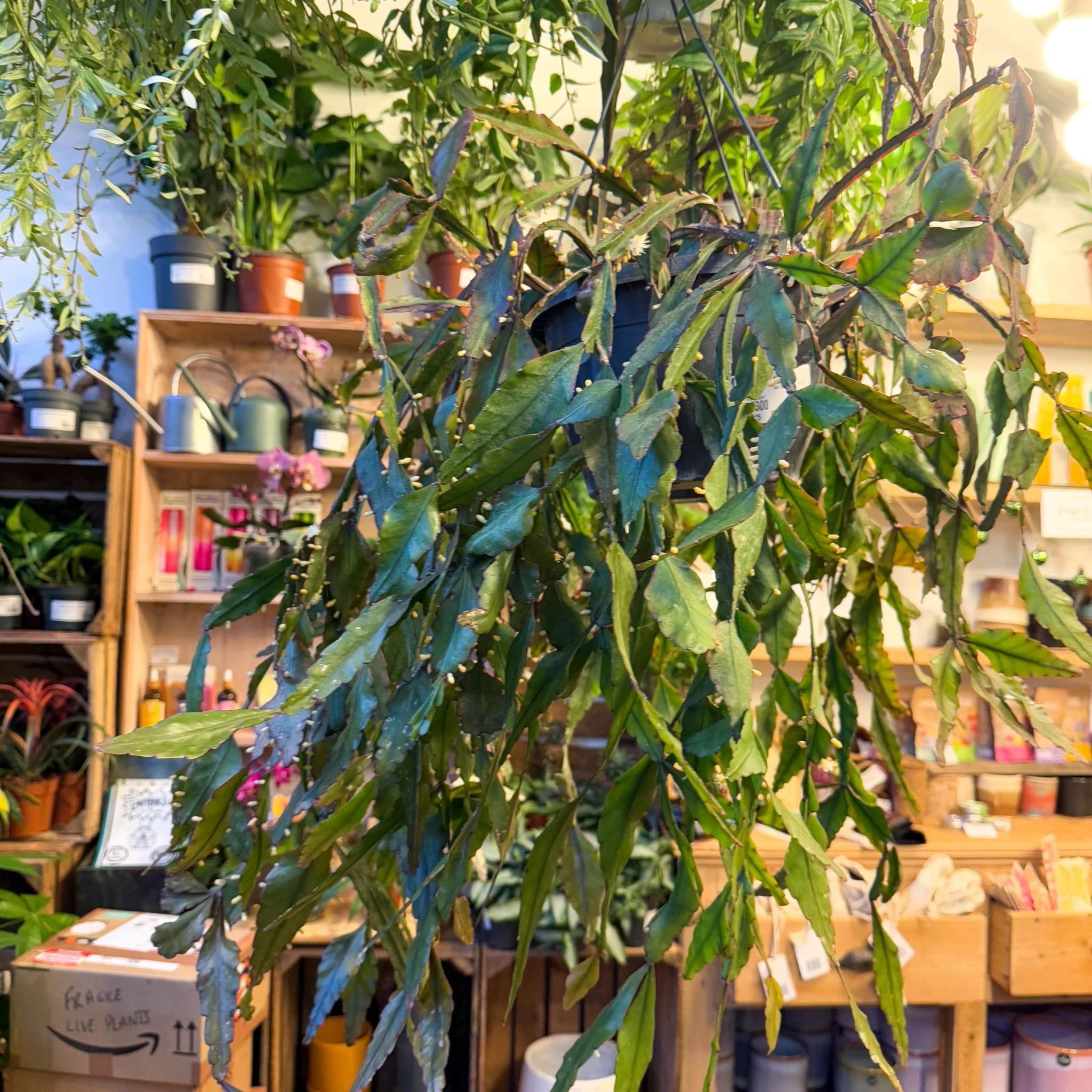 Rhipsalis elliptica - Forest Cactus - Image 28