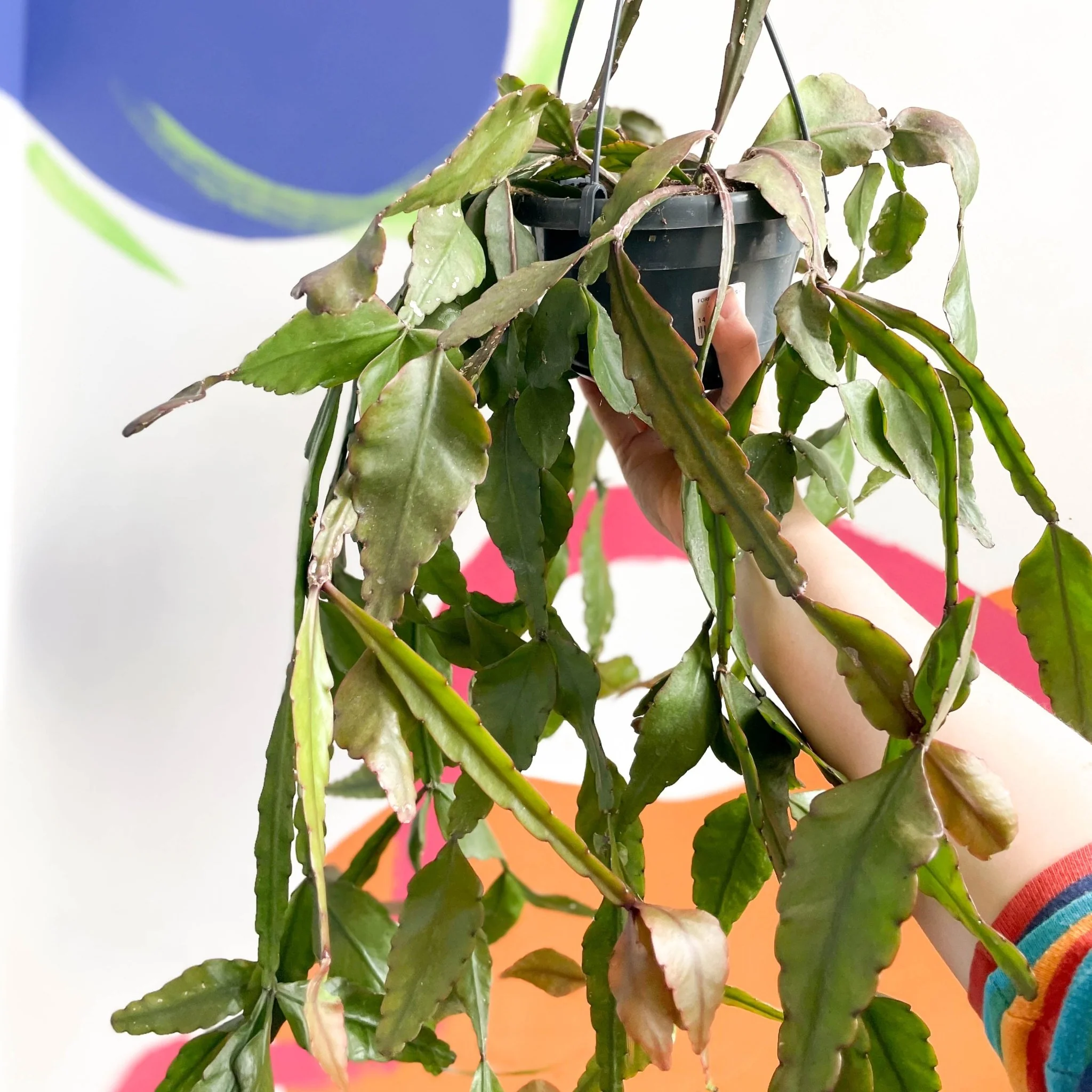 Rhipsalis elliptica - Forest Cactus - Image 3