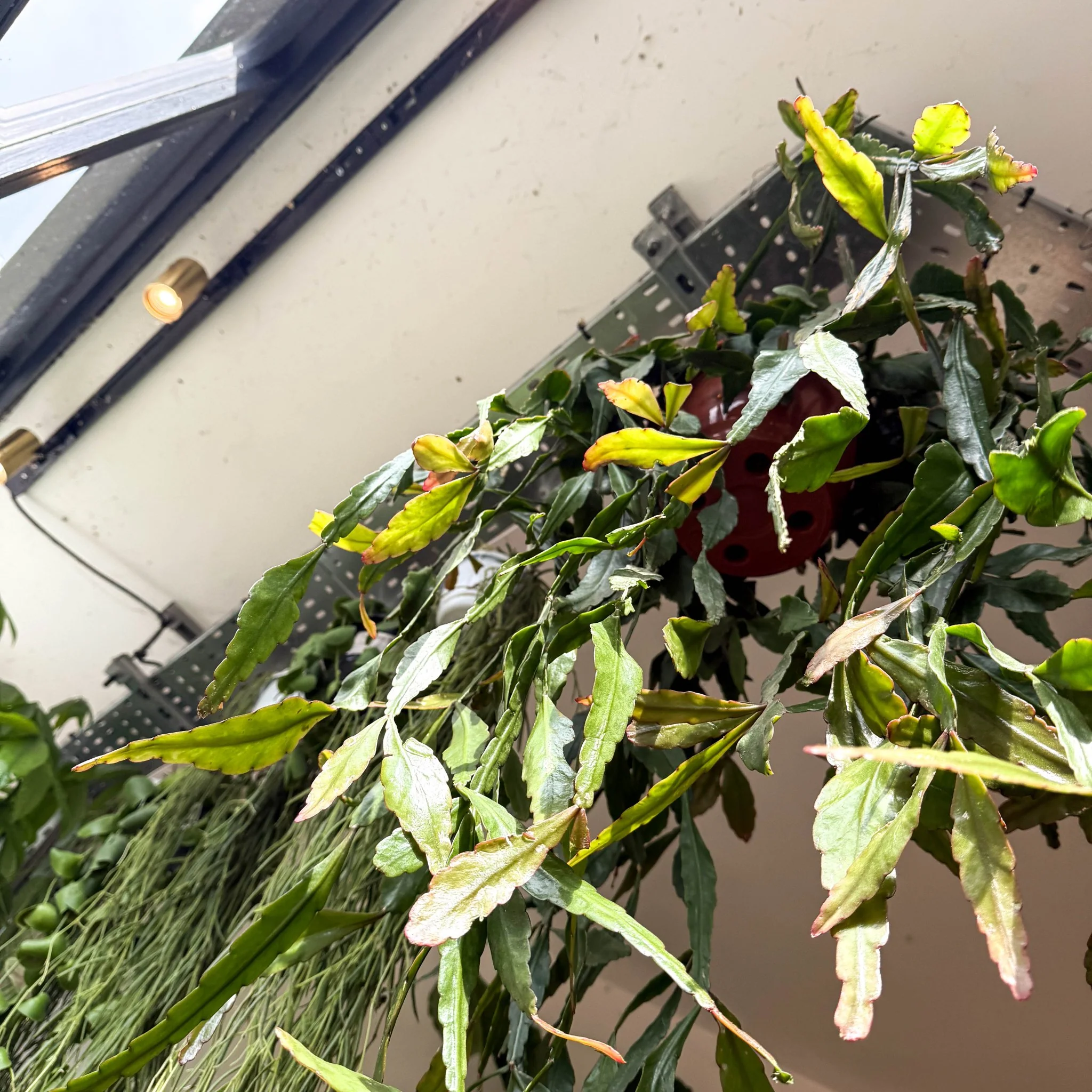 Rhipsalis elliptica - Forest Cactus - Image 30