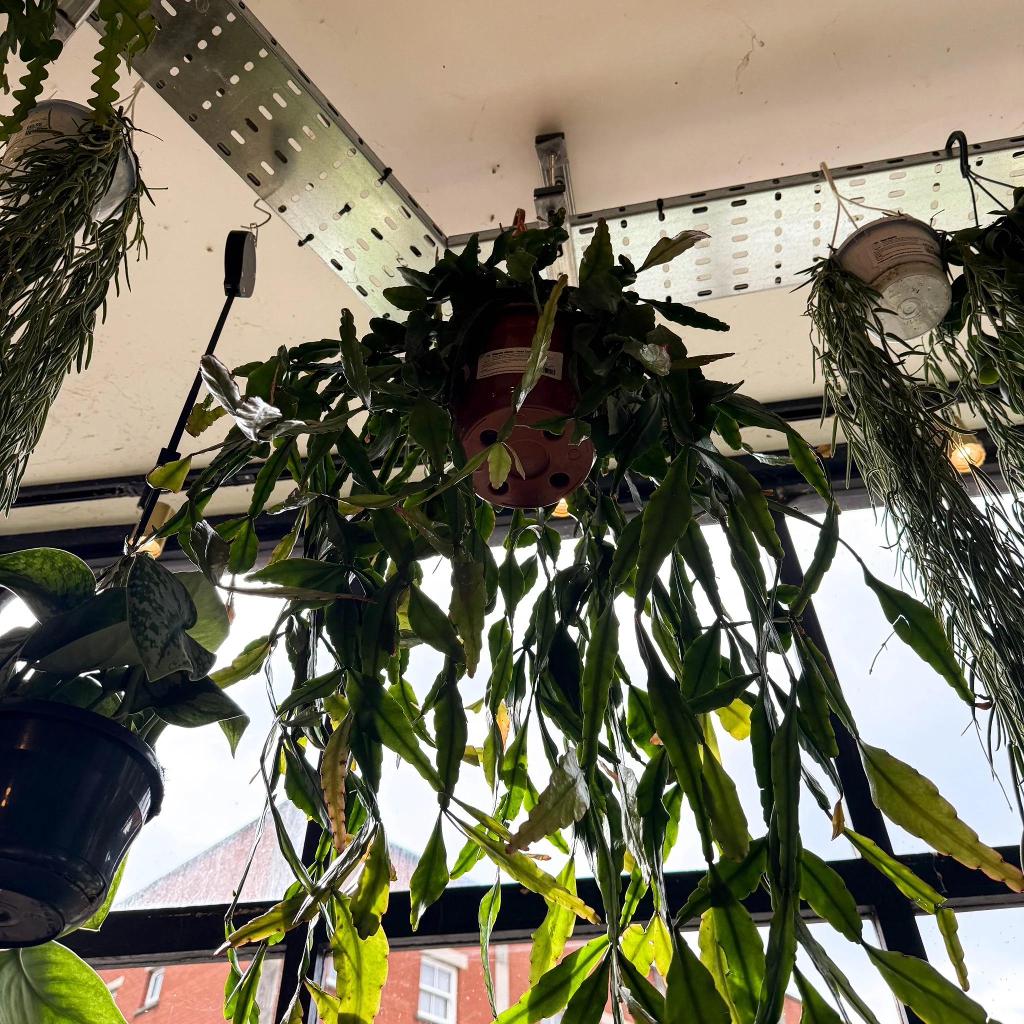 Rhipsalis elliptica - Forest Cactus - Image 31