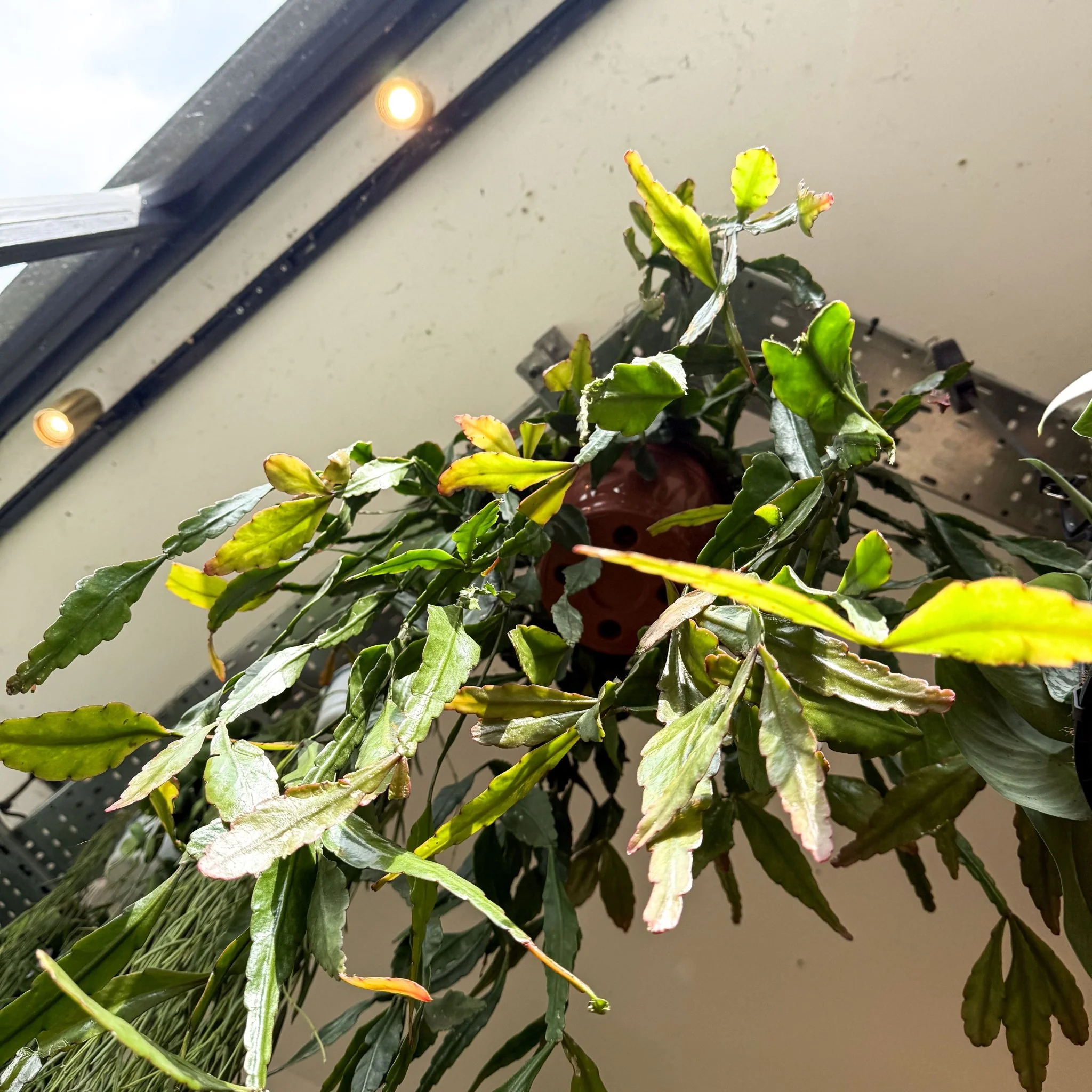 Rhipsalis elliptica - Forest Cactus - Image 34