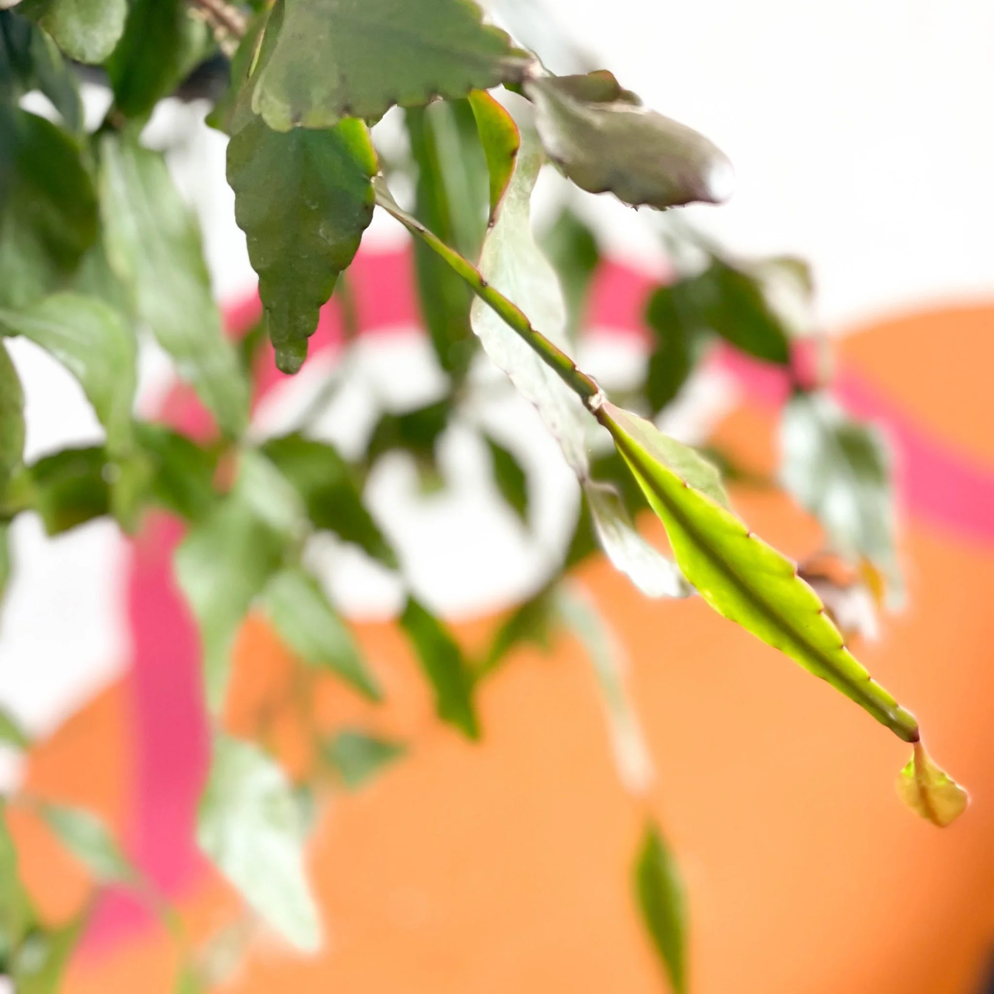 Rhipsalis elliptica - Forest Cactus - Image 4
