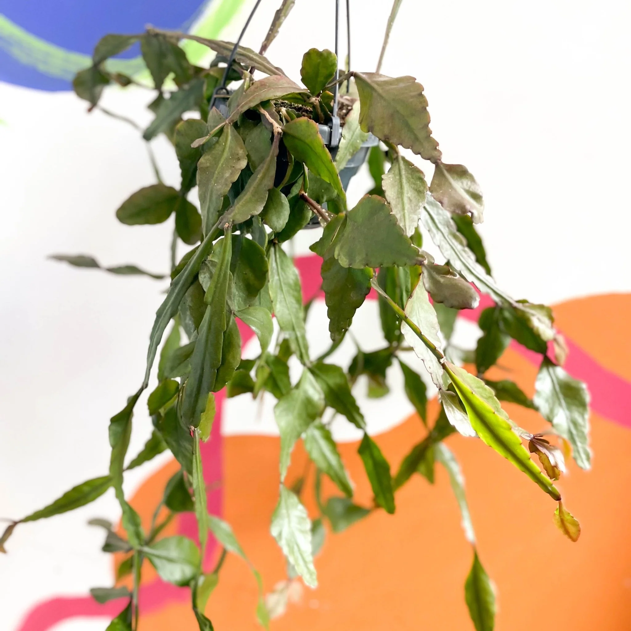 Rhipsalis elliptica - Forest Cactus - Image 5