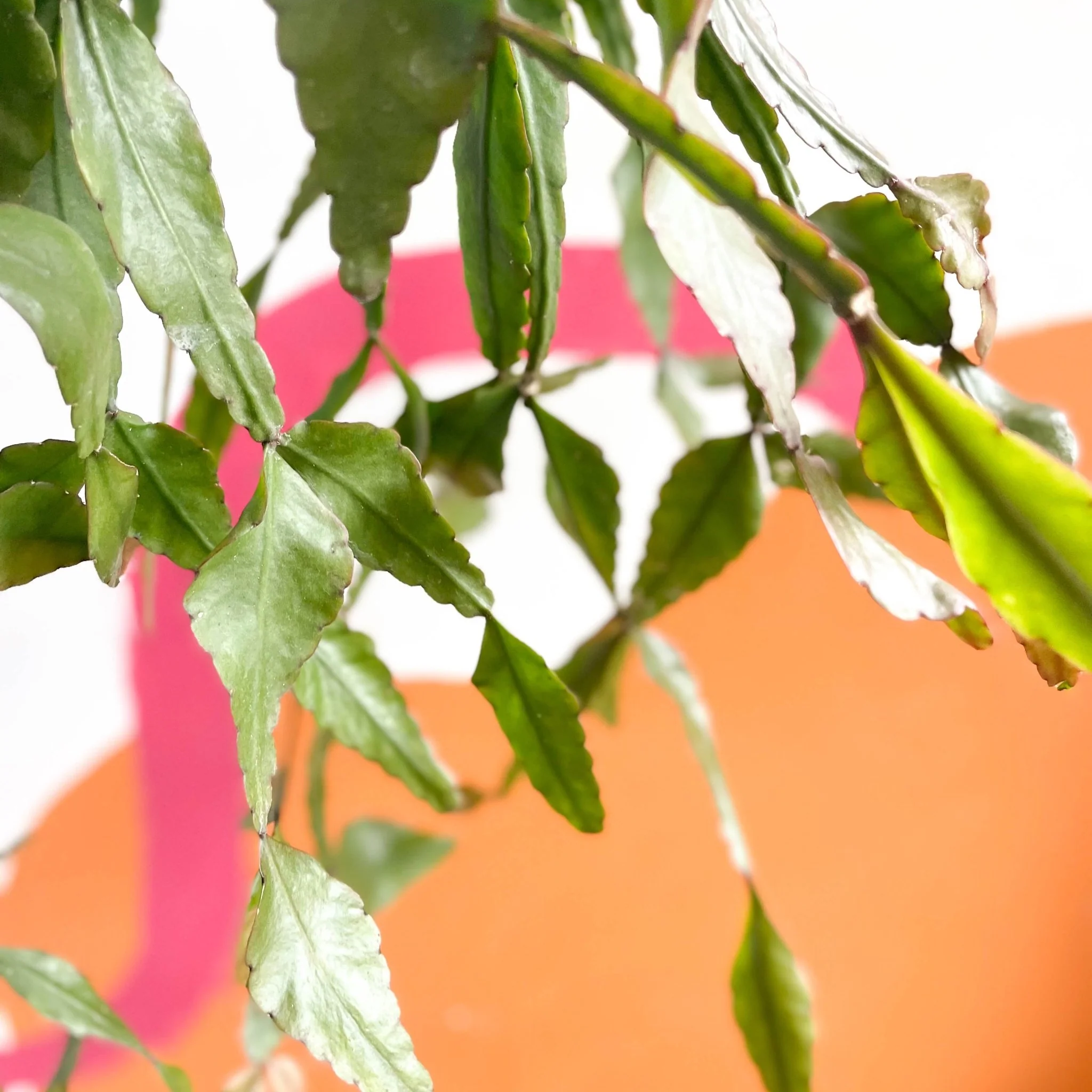 Rhipsalis elliptica - Forest Cactus - Image 6