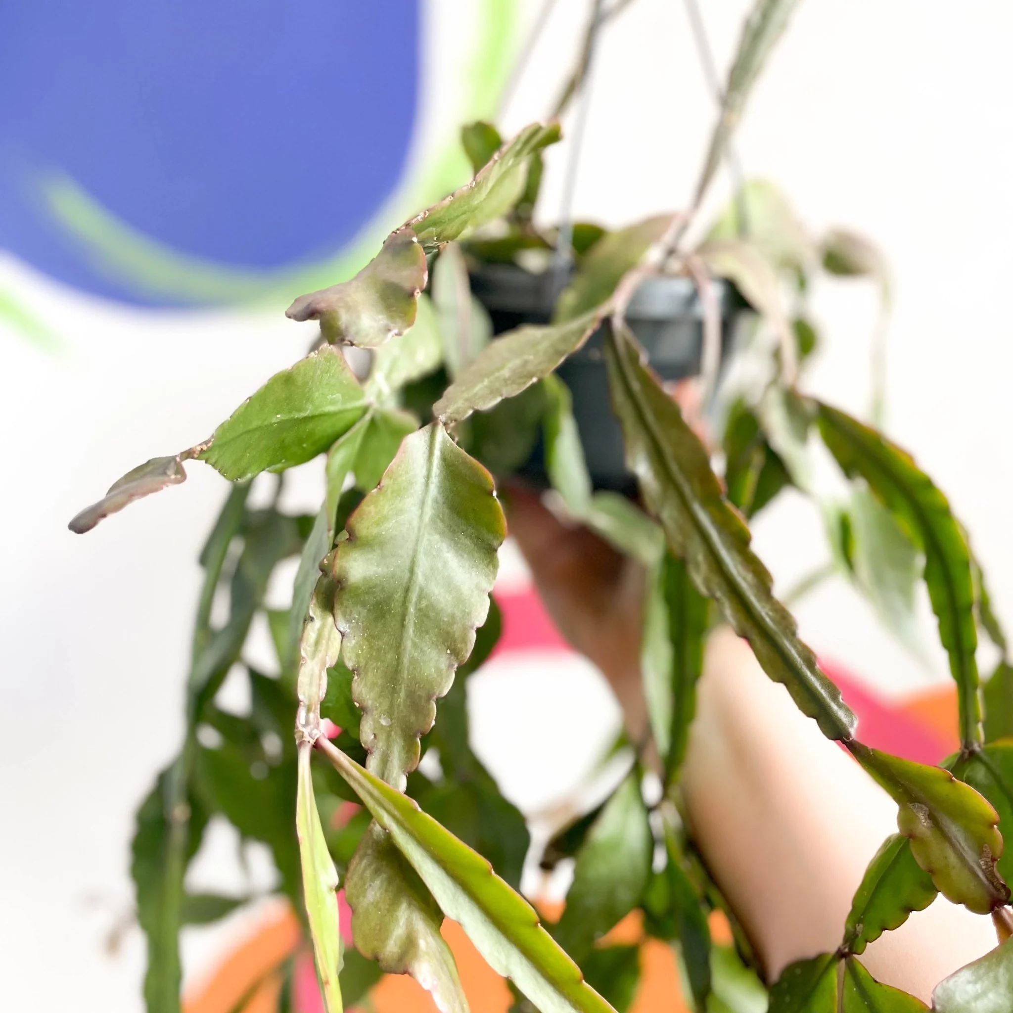 Rhipsalis elliptica - Forest Cactus - Image 7