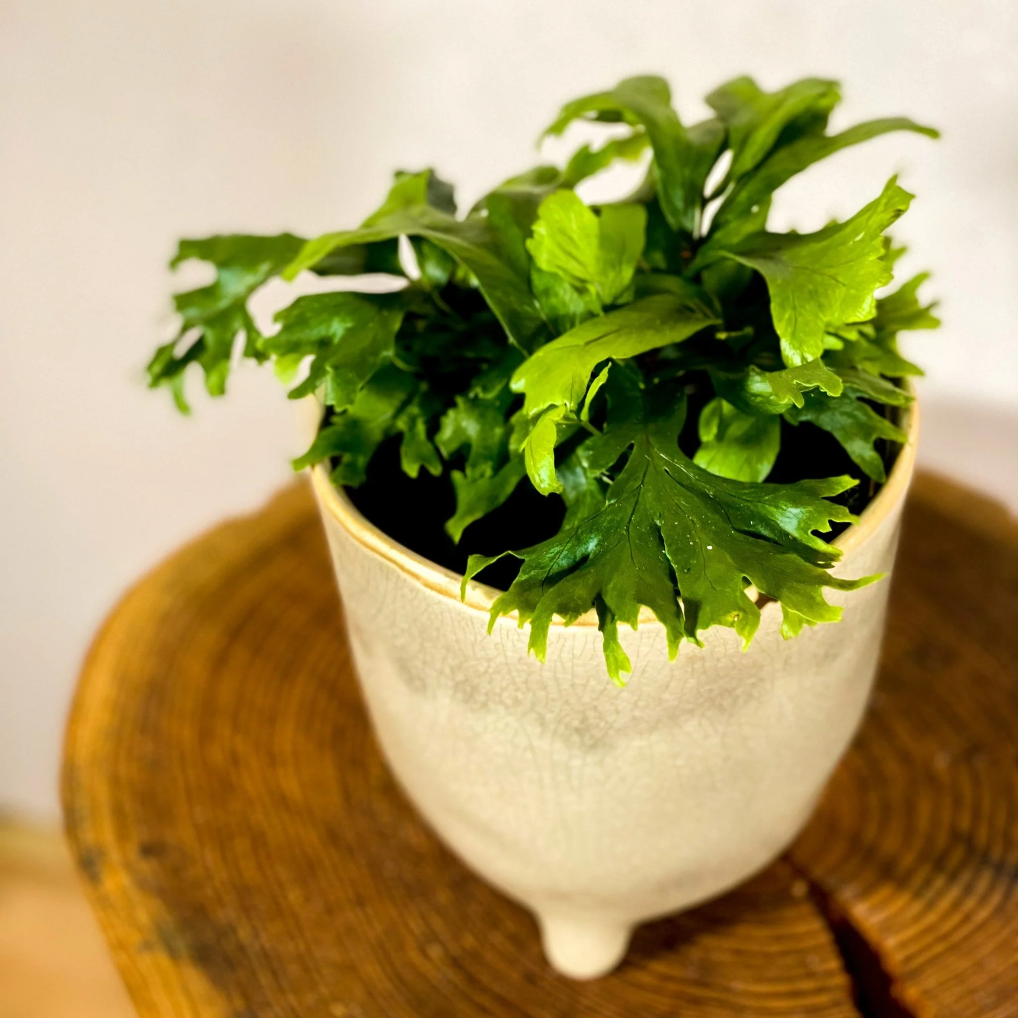 Deer Fern - Pteris - Image 2