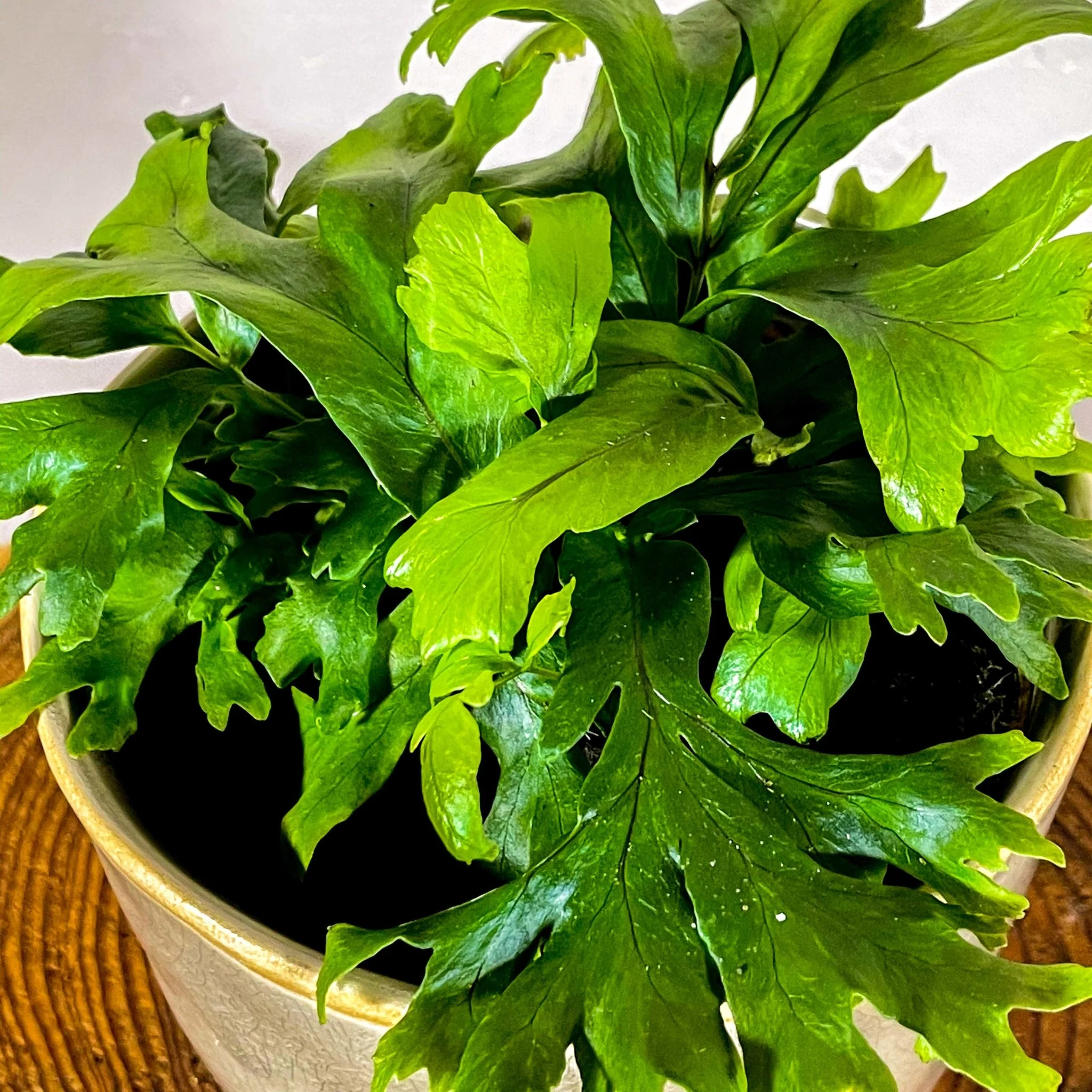 Deer Fern - Pteris - Image 3
