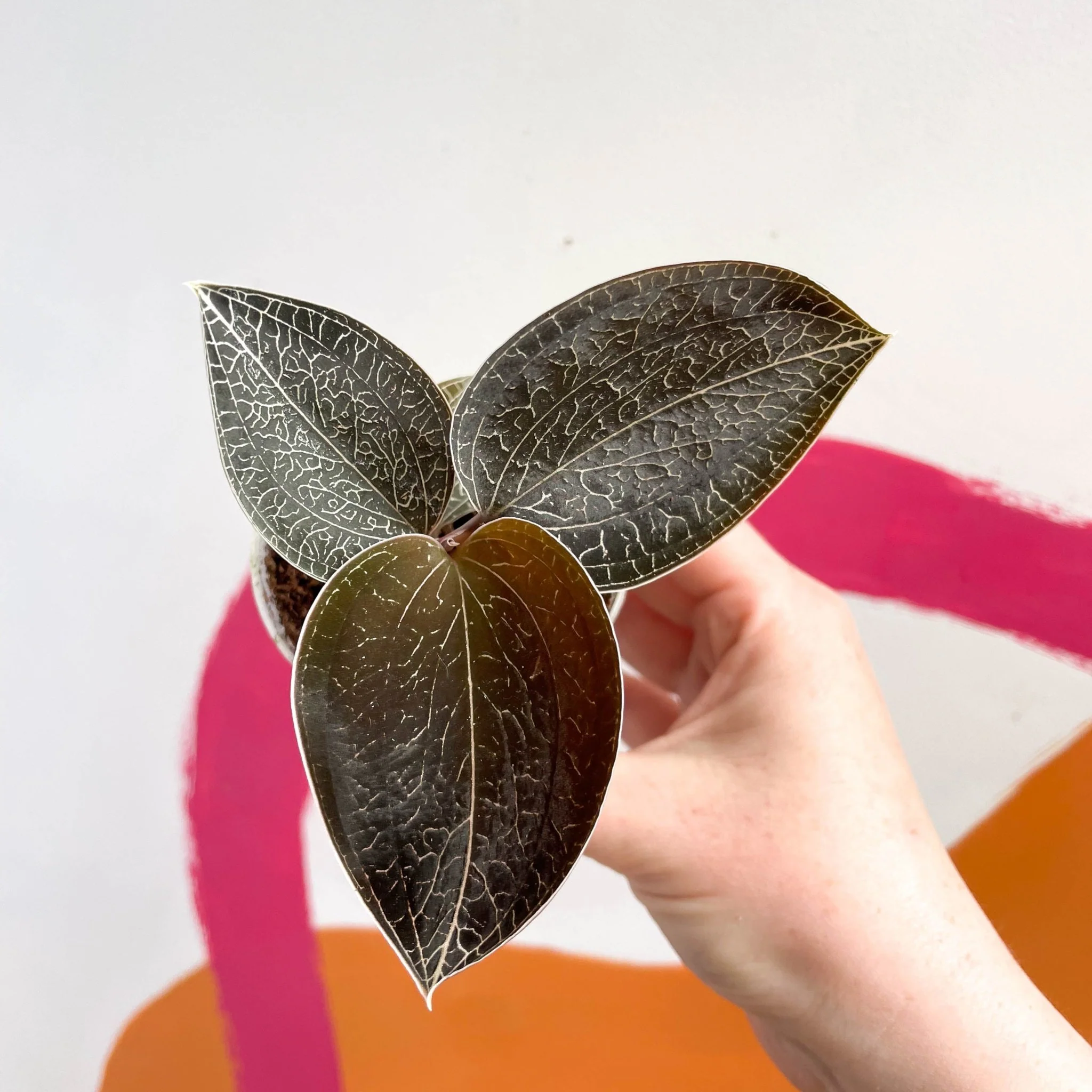 Jewel Orchid - Anoectochilus 'Onyx'