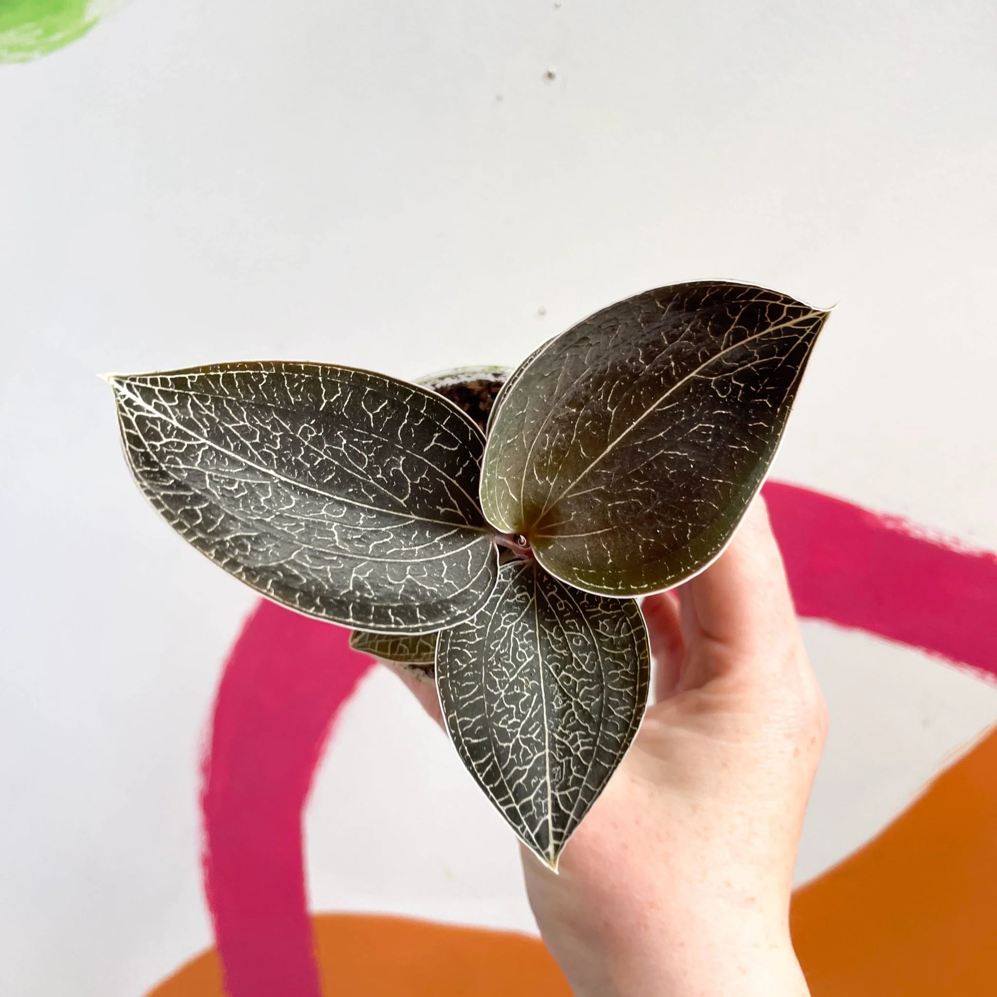 Jewel Orchid - Anoectochilus 'Onyx' - Image 2