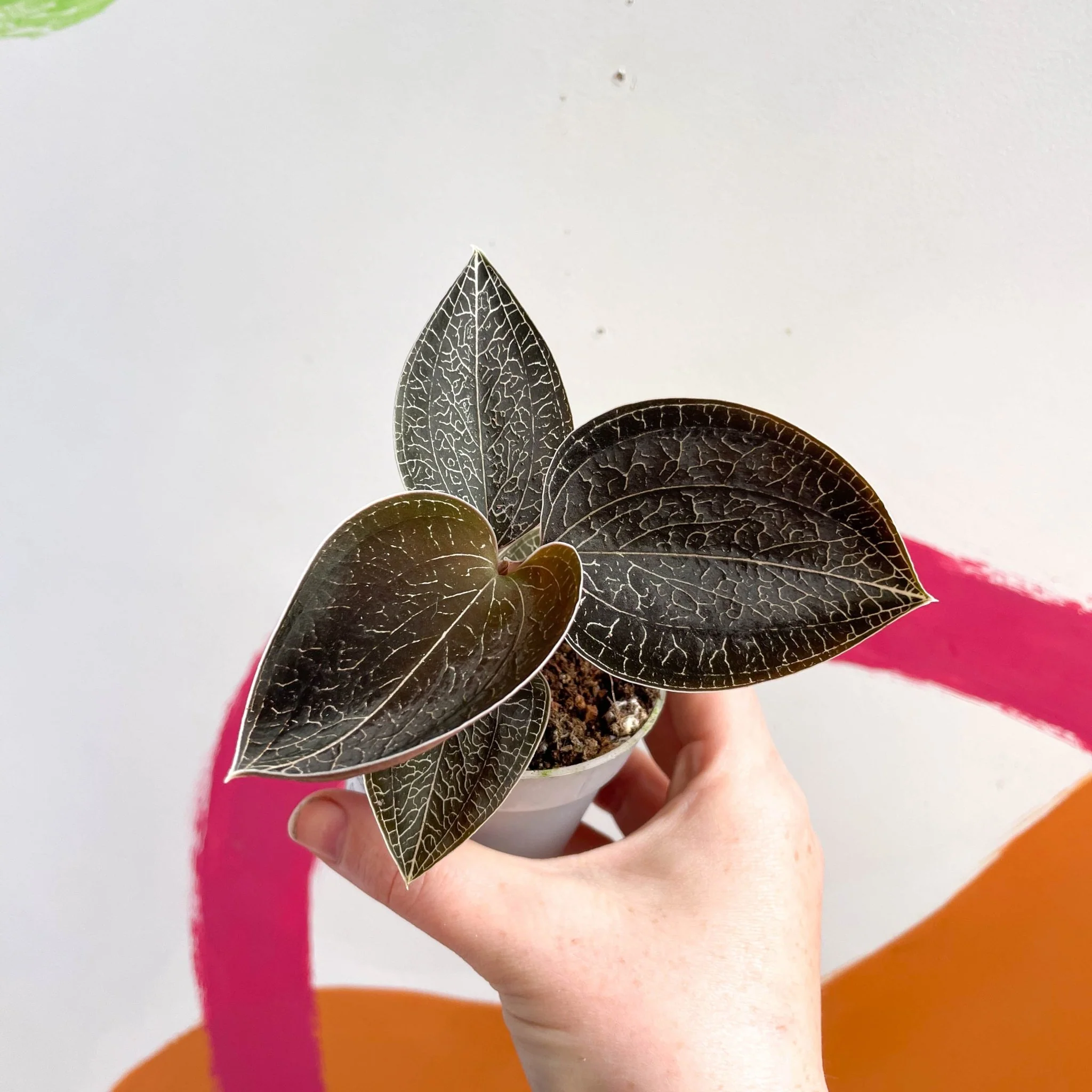 Jewel Orchid - Anoectochilus 'Onyx' - Image 3