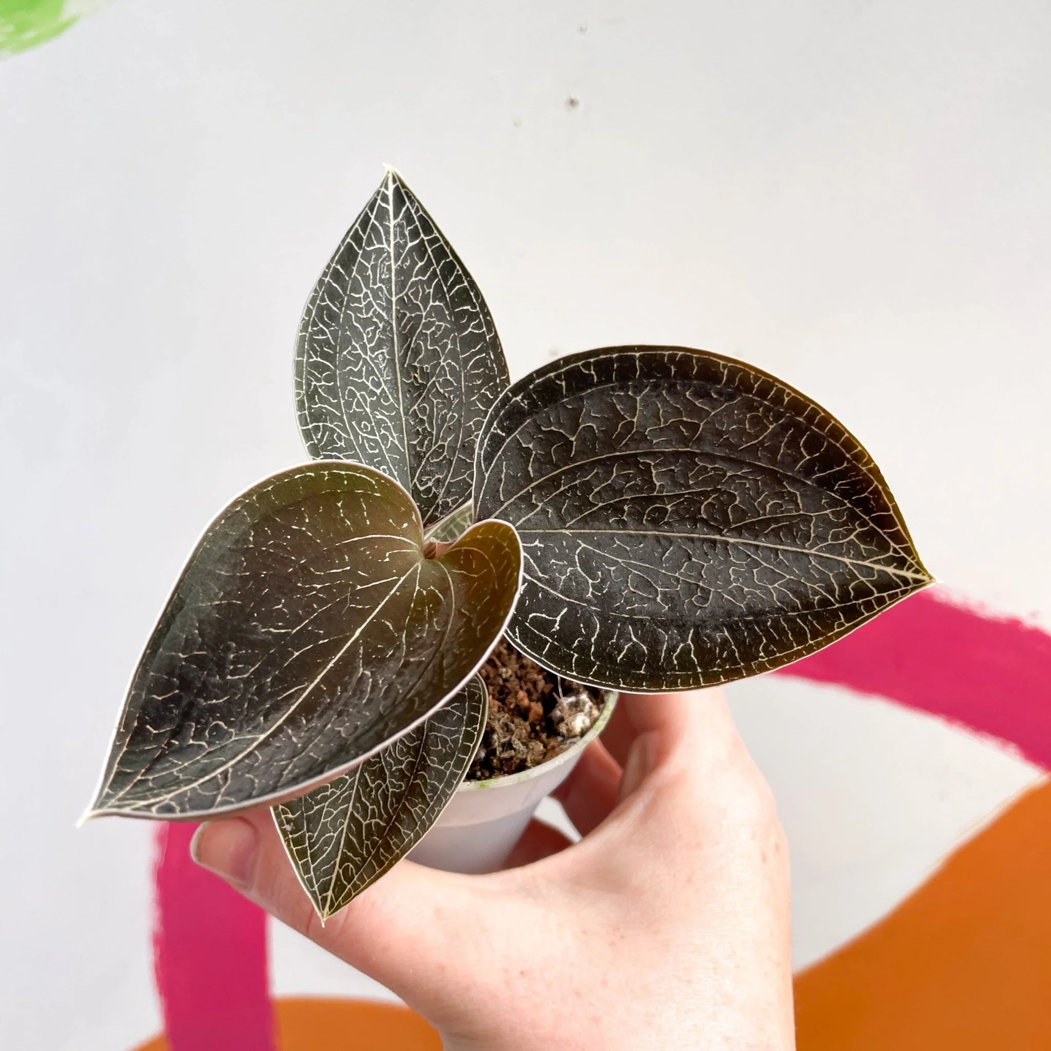 Jewel Orchid - Anoectochilus 'Onyx' - Image 4