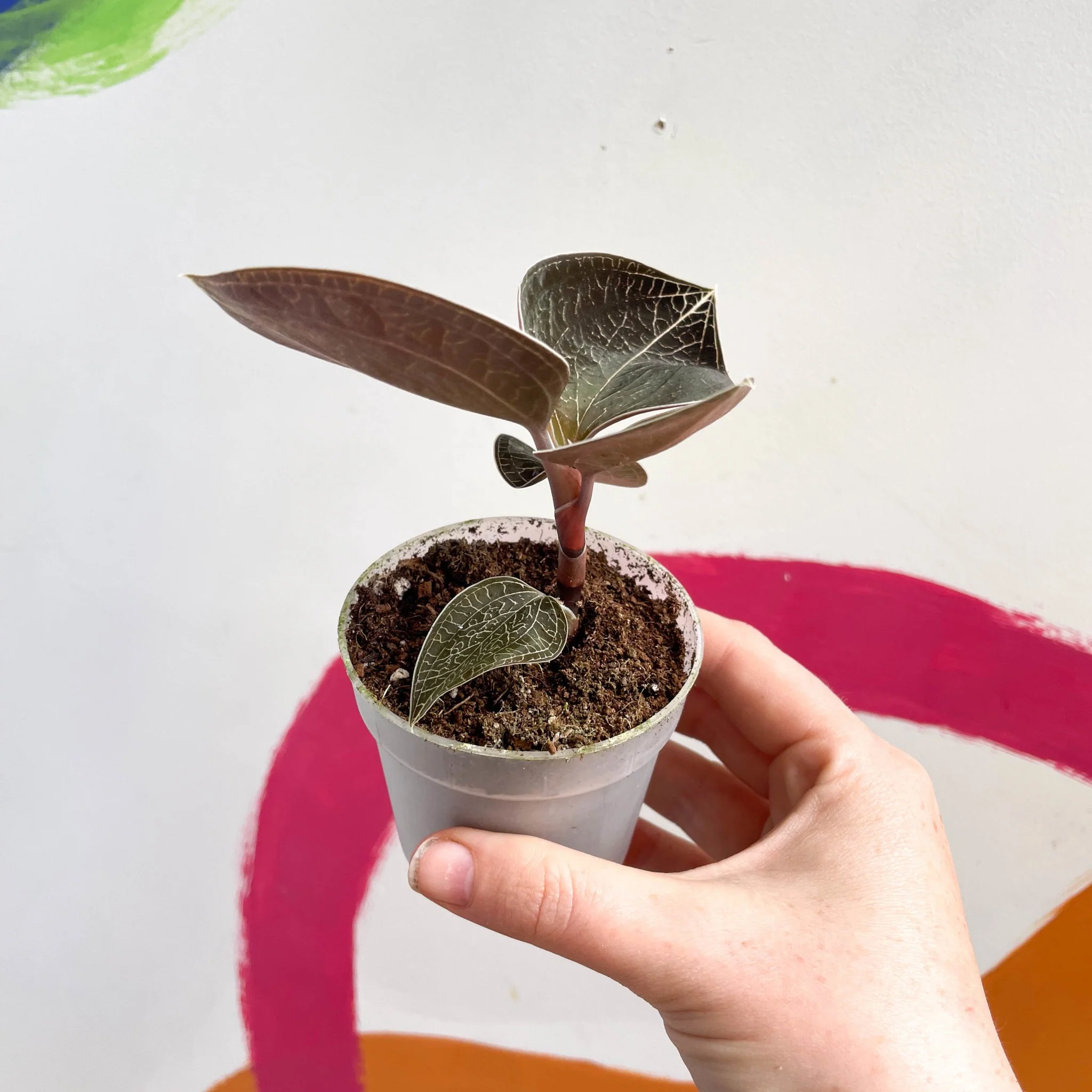 Jewel Orchid - Anoectochilus 'Onyx' - Image 5