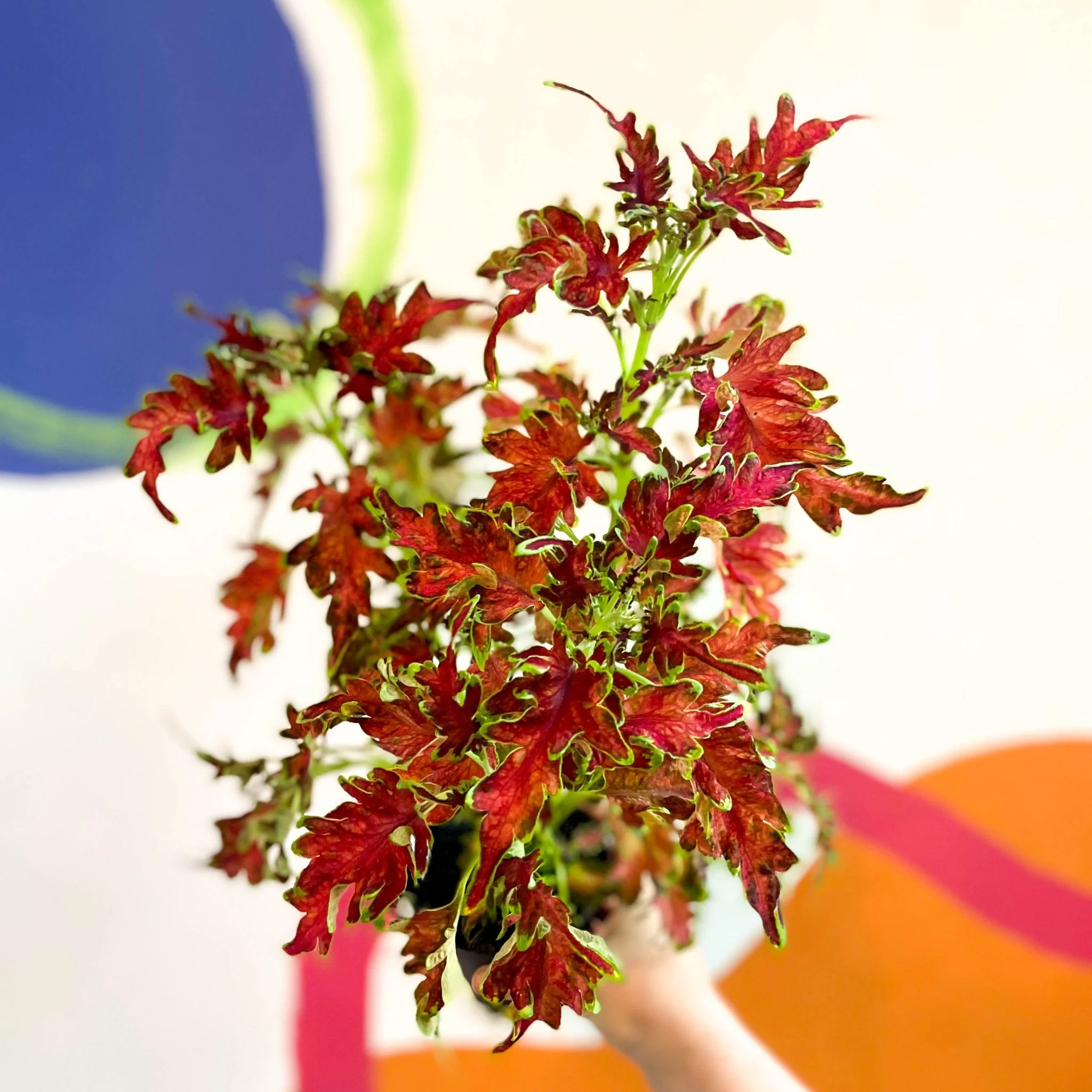 Painted Nettle - Coleus 'Planters Punch' - Welsh Grown