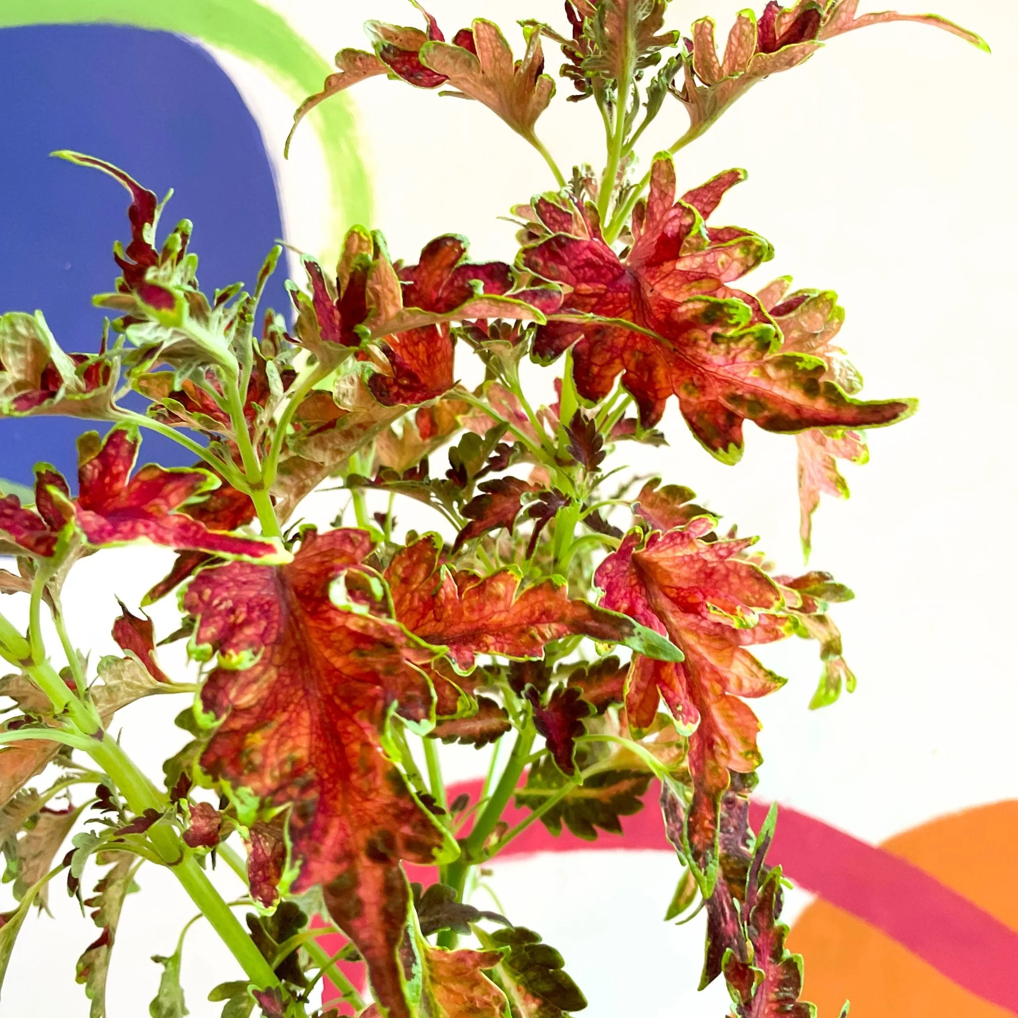 Painted Nettle - Coleus 'Planters Punch' - Welsh Grown - Image 2
