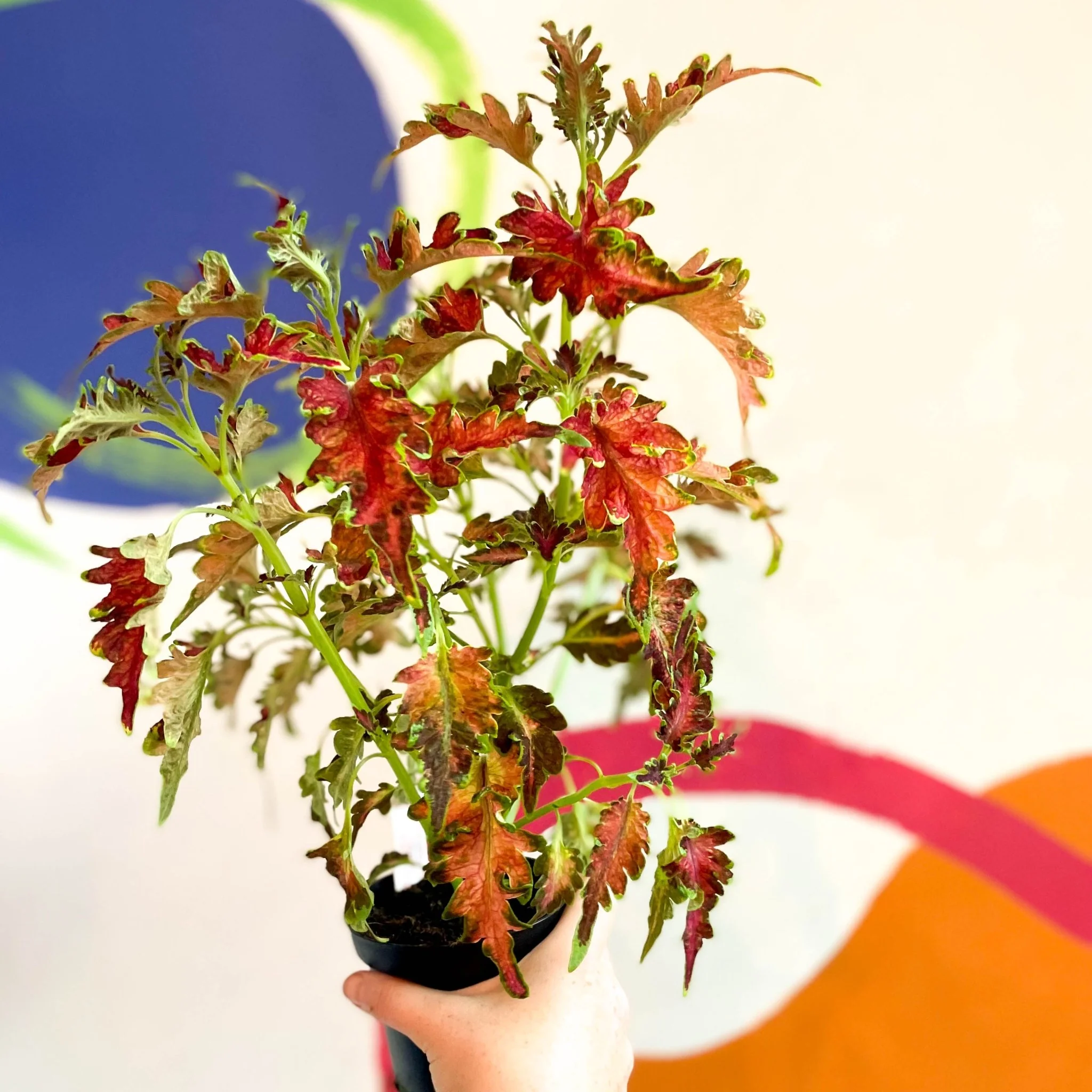 Painted Nettle - Coleus 'Planters Punch' - Welsh Grown - Image 3