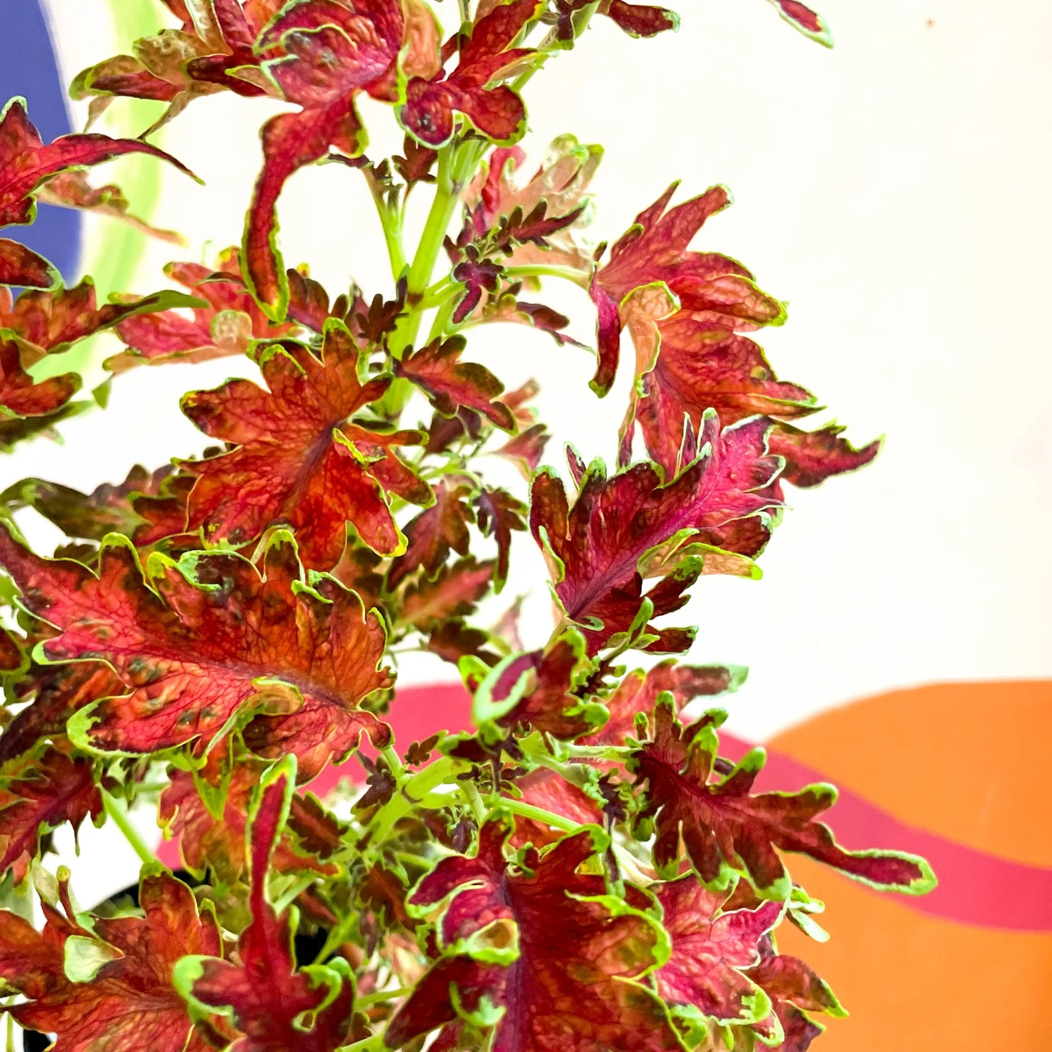 Painted Nettle - Coleus 'Planters Punch' - Welsh Grown - Image 4