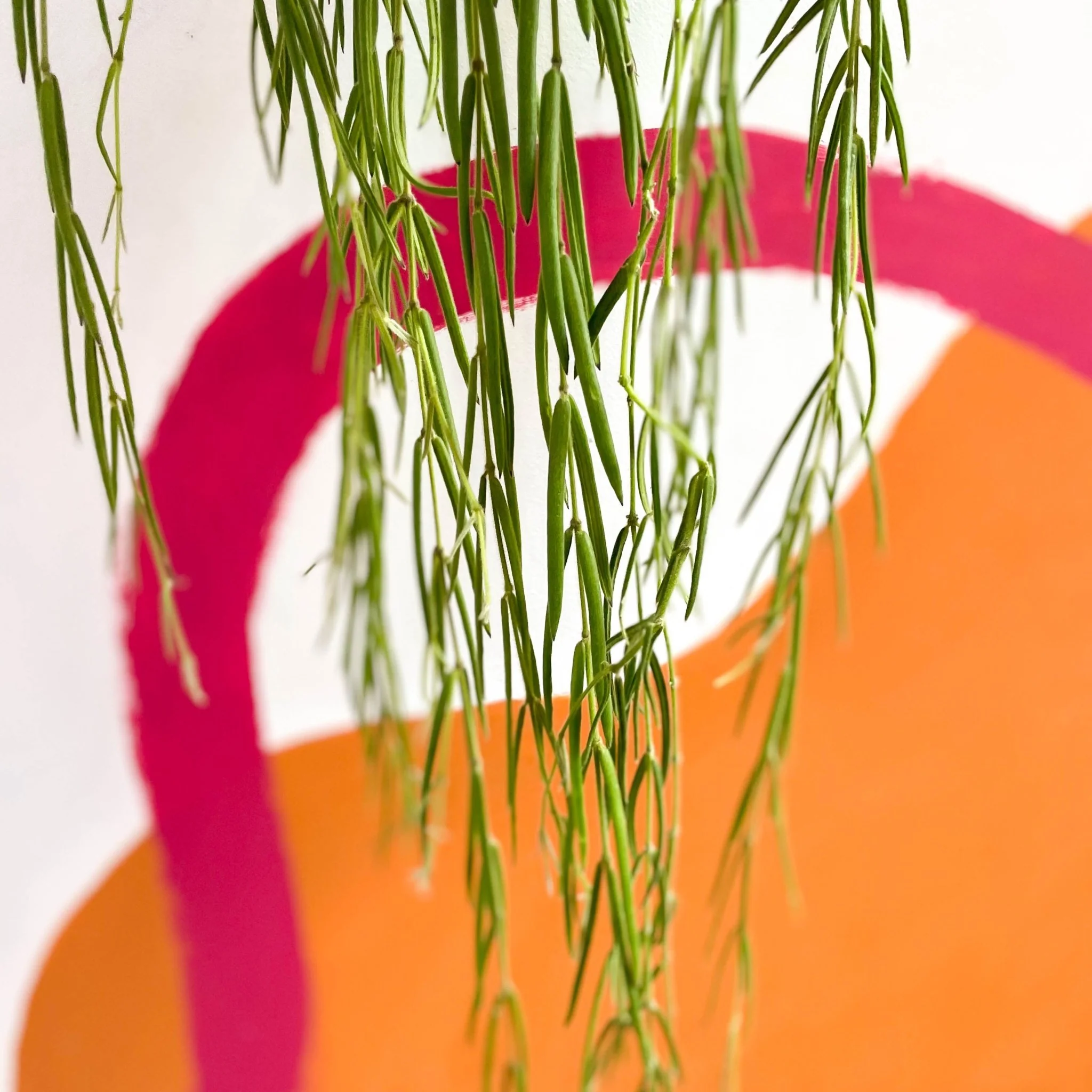 Hoya linearis - Image 4