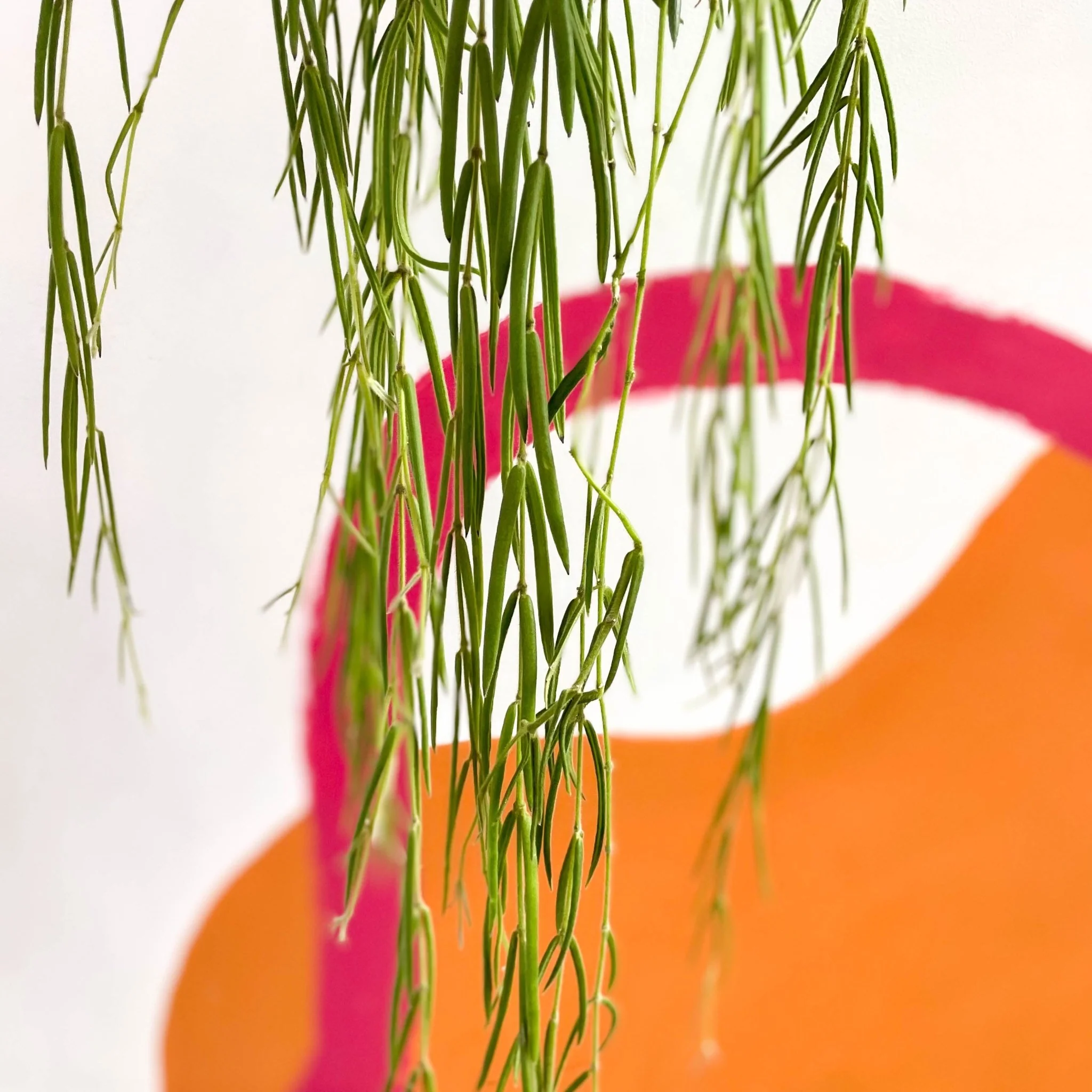 Hoya linearis - Image 6