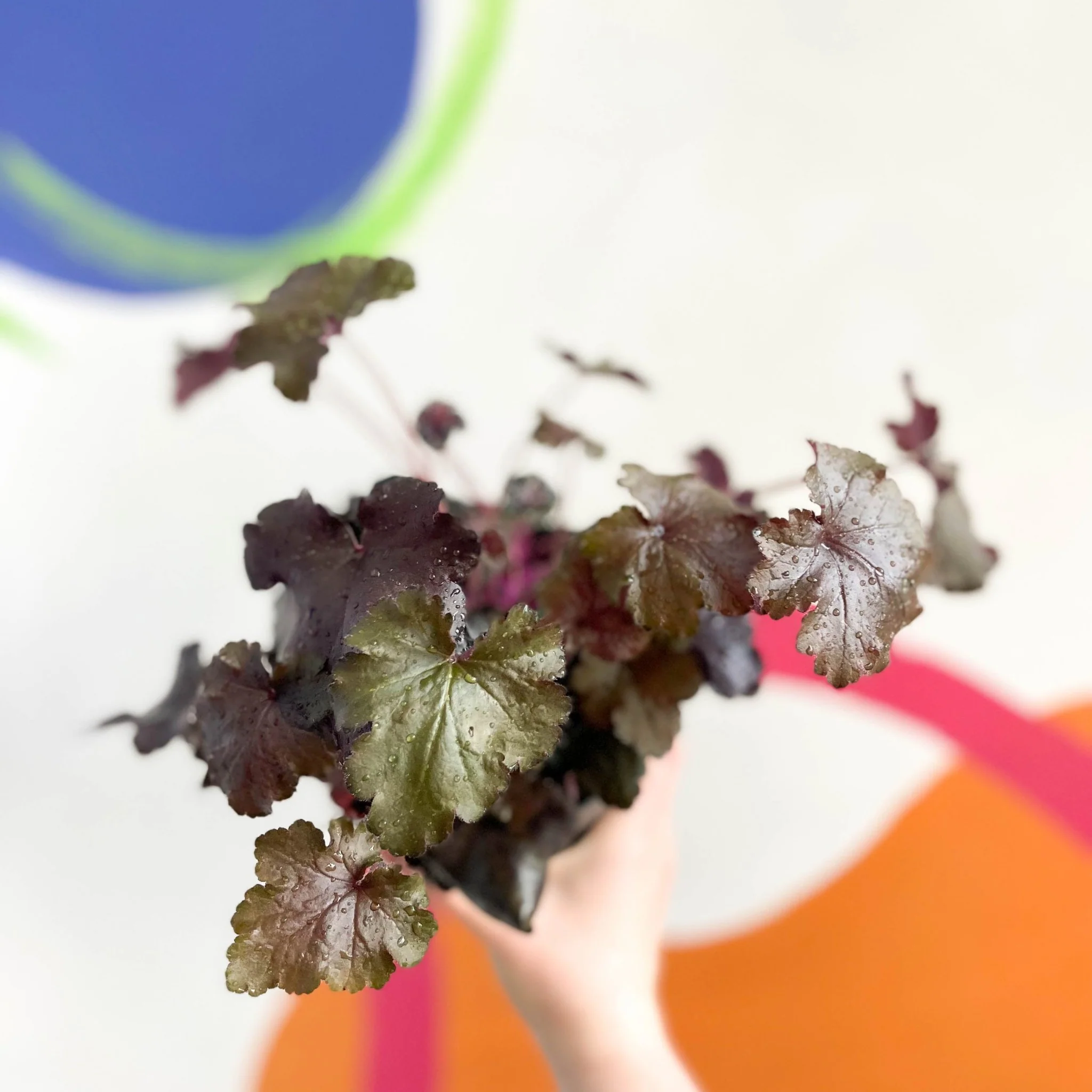Coral Bells - Heuchera 'Indian Summer - Black Pearl'- Herbaceous Perennial