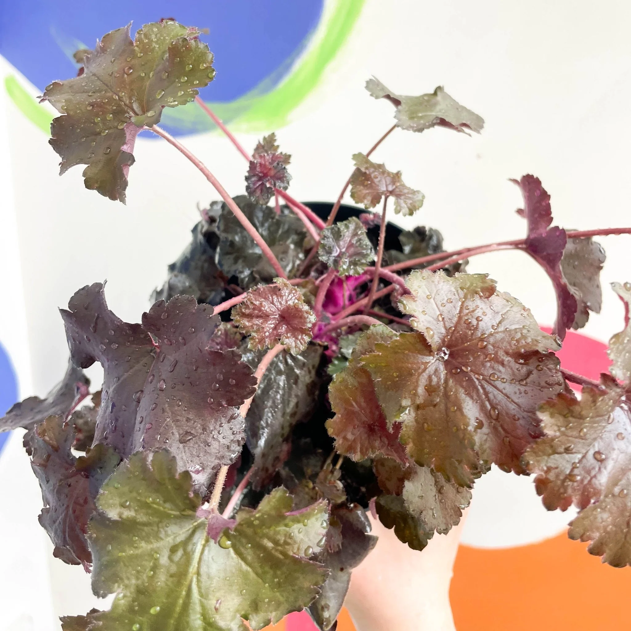Coral Bells - Heuchera 'Indian Summer - Black Pearl'- Herbaceous Perennial - Image 2