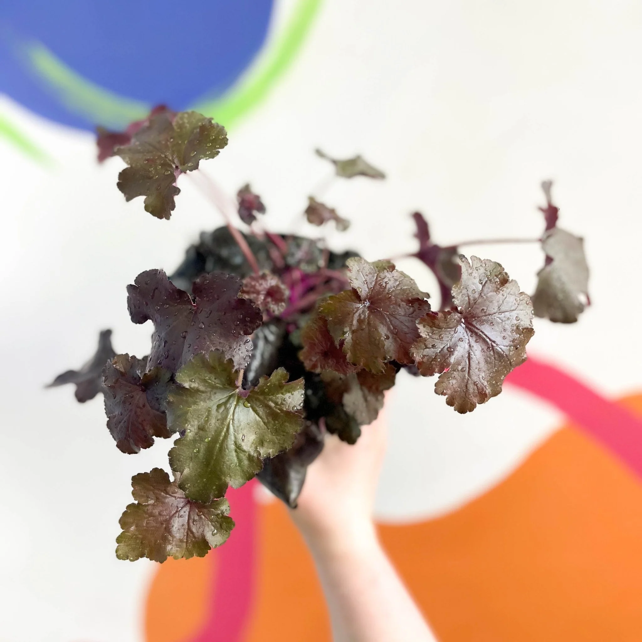 Coral Bells - Heuchera 'Indian Summer - Black Pearl'- Herbaceous Perennial - Image 3