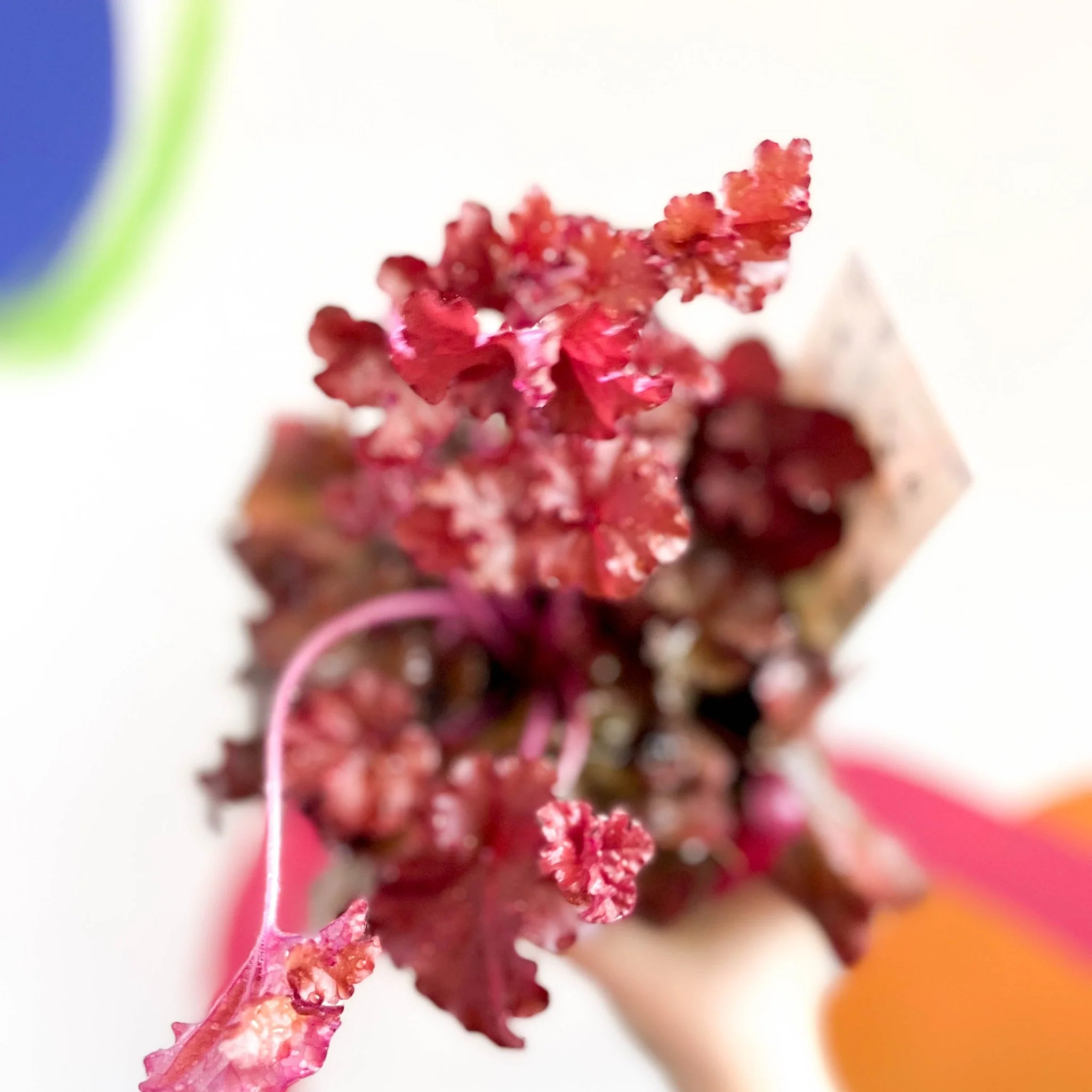 Coral Bells - Heuchera 'Indian Summer - Boysenberry'- Herbaceous Perennial
