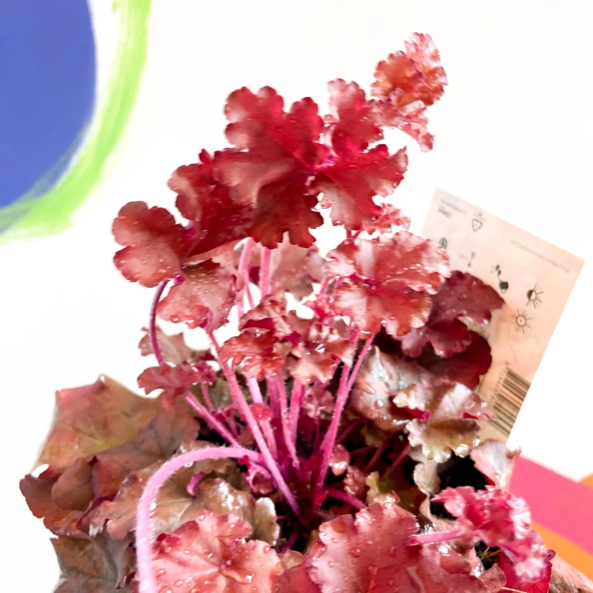 Coral Bells - Heuchera 'Indian Summer - Boysenberry'- Herbaceous Perennial - Image 2