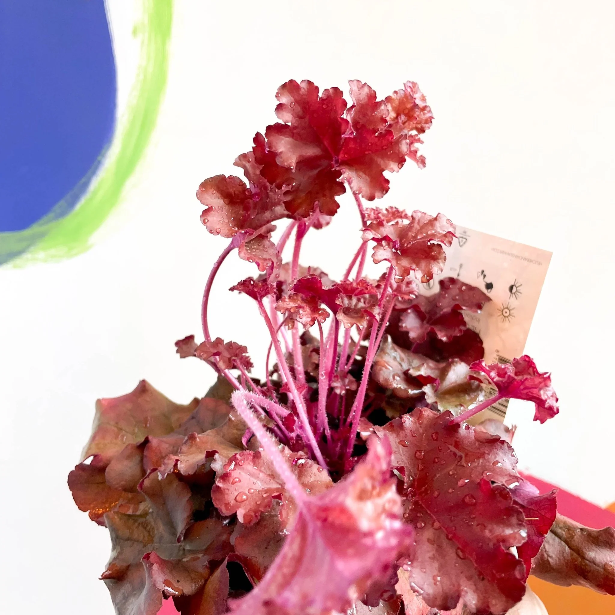Coral Bells - Heuchera 'Indian Summer - Boysenberry'- Herbaceous Perennial - Image 3