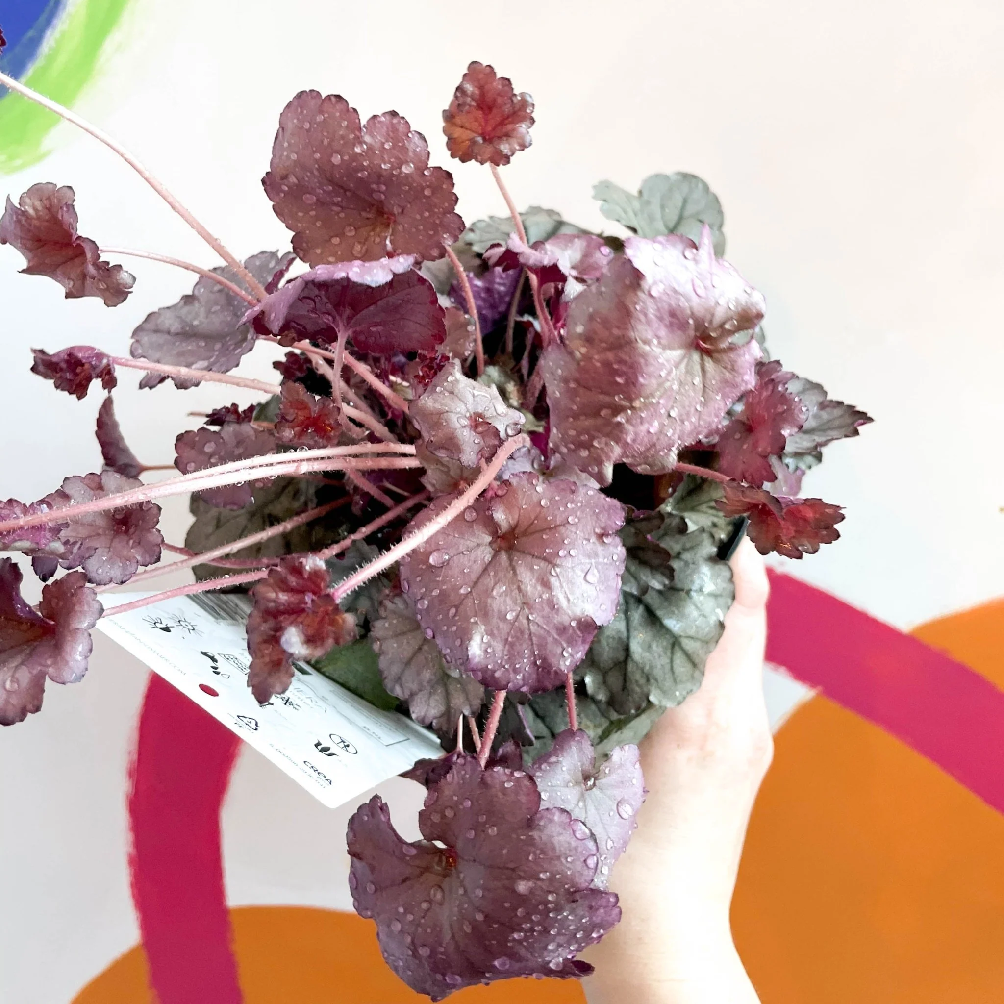 Coral Bells - Heuchera 'Indian Summer - Huckleberry'- Herbaceous Perennial
